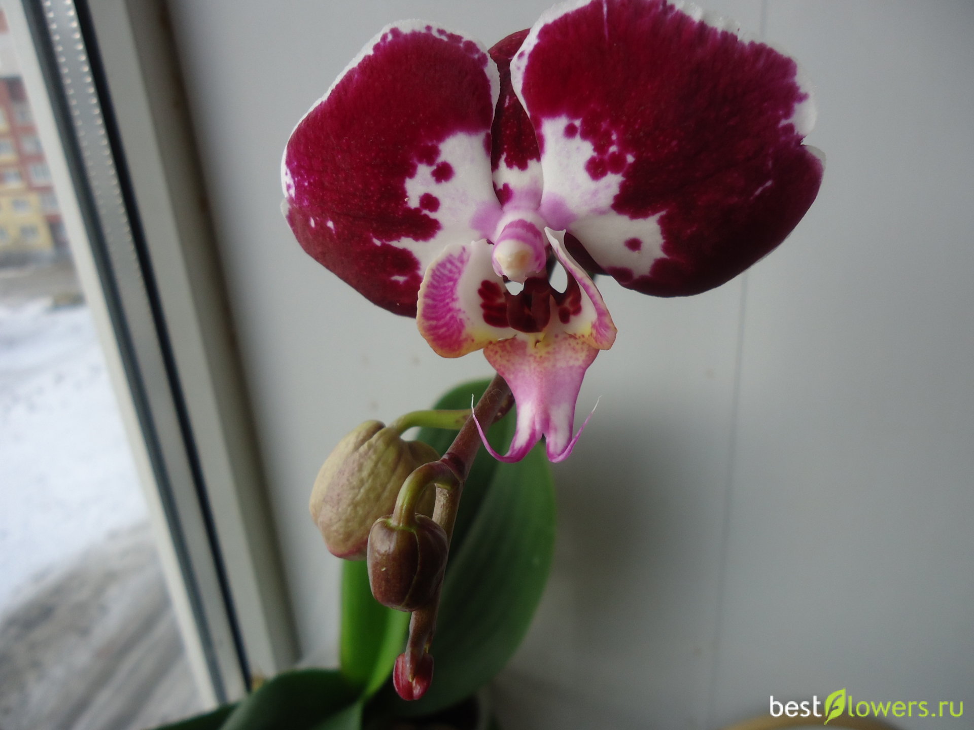 Орхидея Phalaenopsis Black Velvet