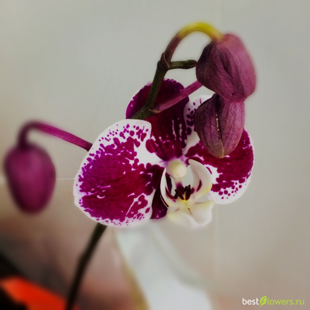 Компилейшен Орхидея