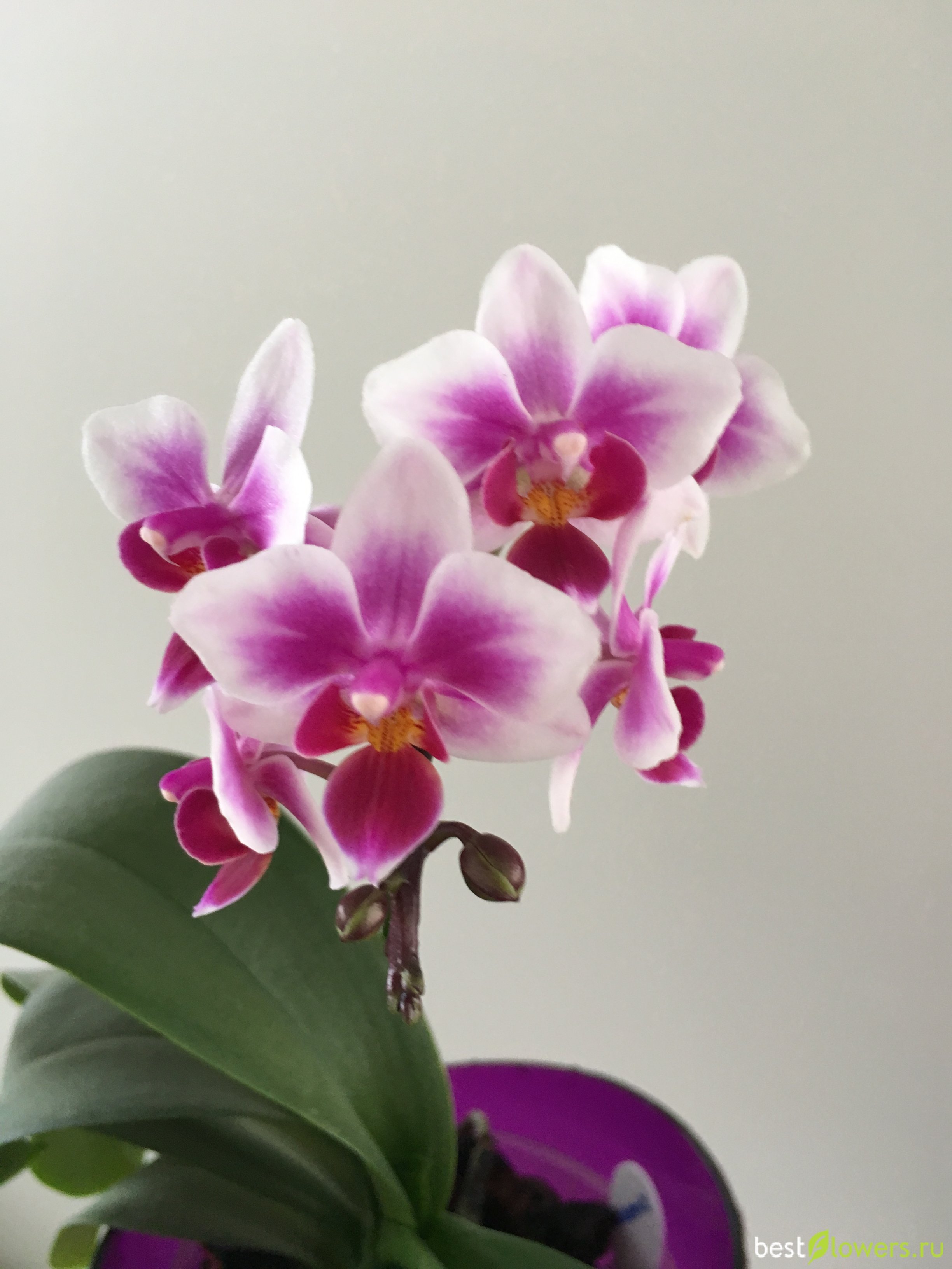Мультифлора орхидея фото с названиями и описанием