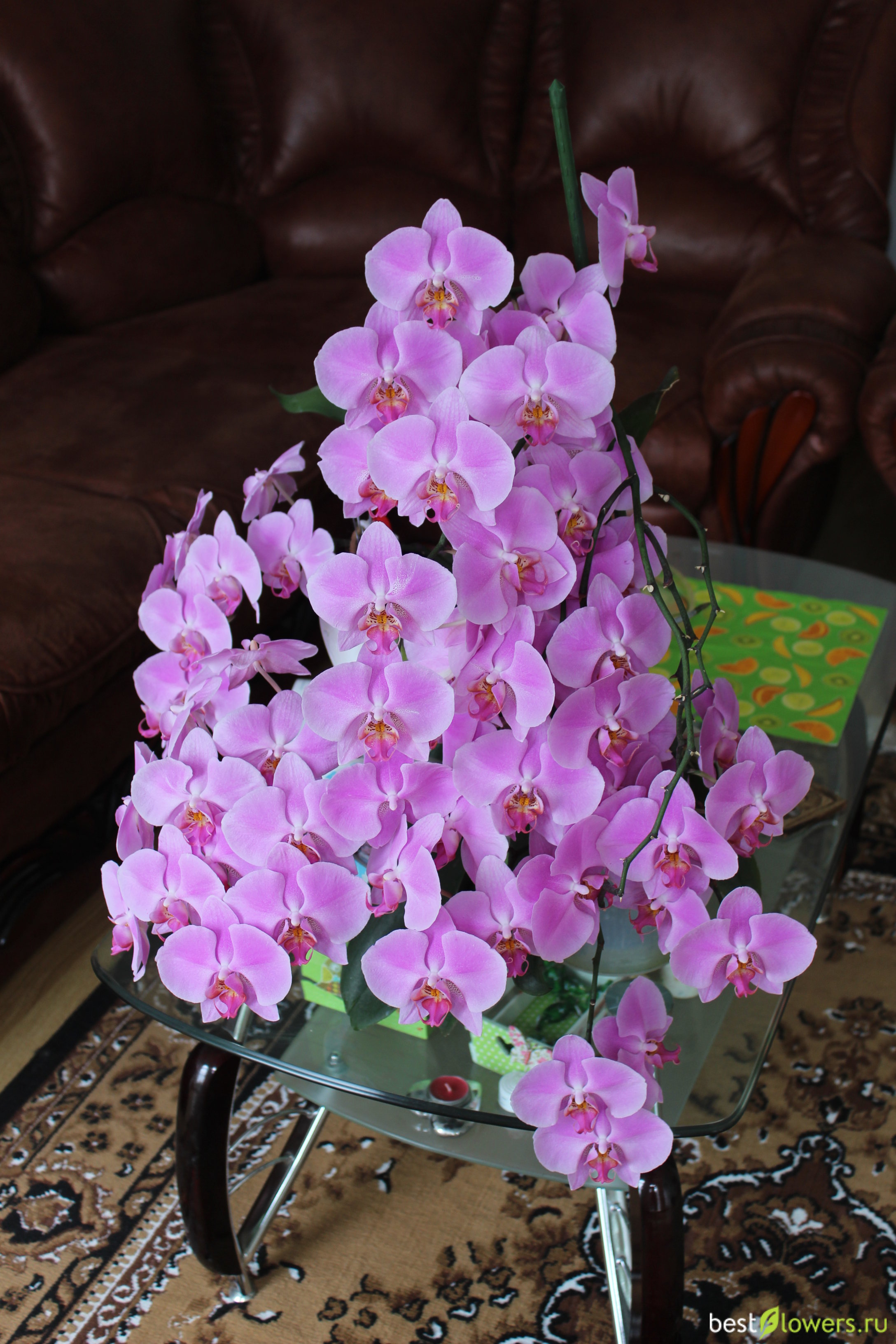 Орхидея счастливый час
