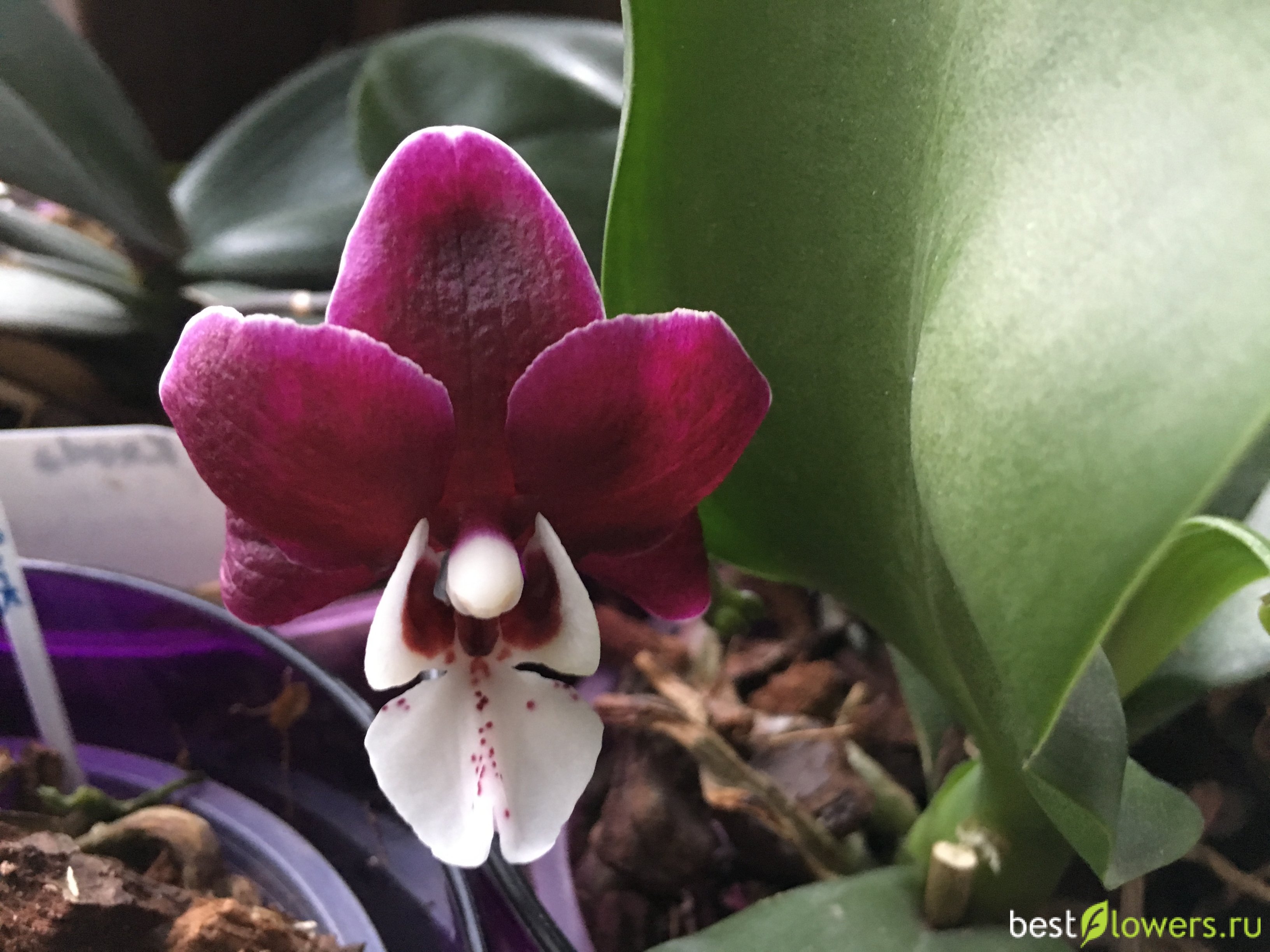 Орхидея kaoda twinkle фото