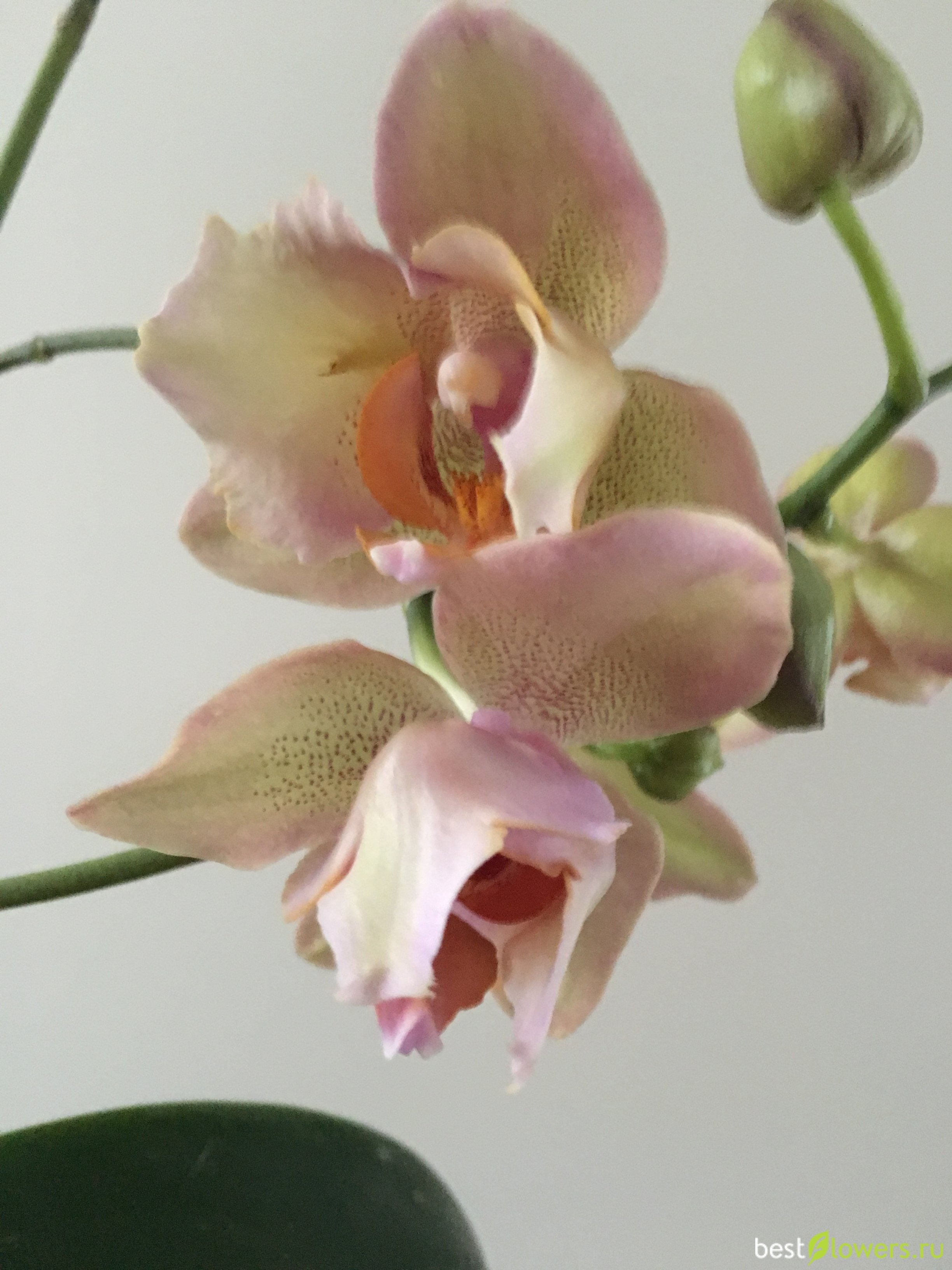 орхидеи похожие на легато фото