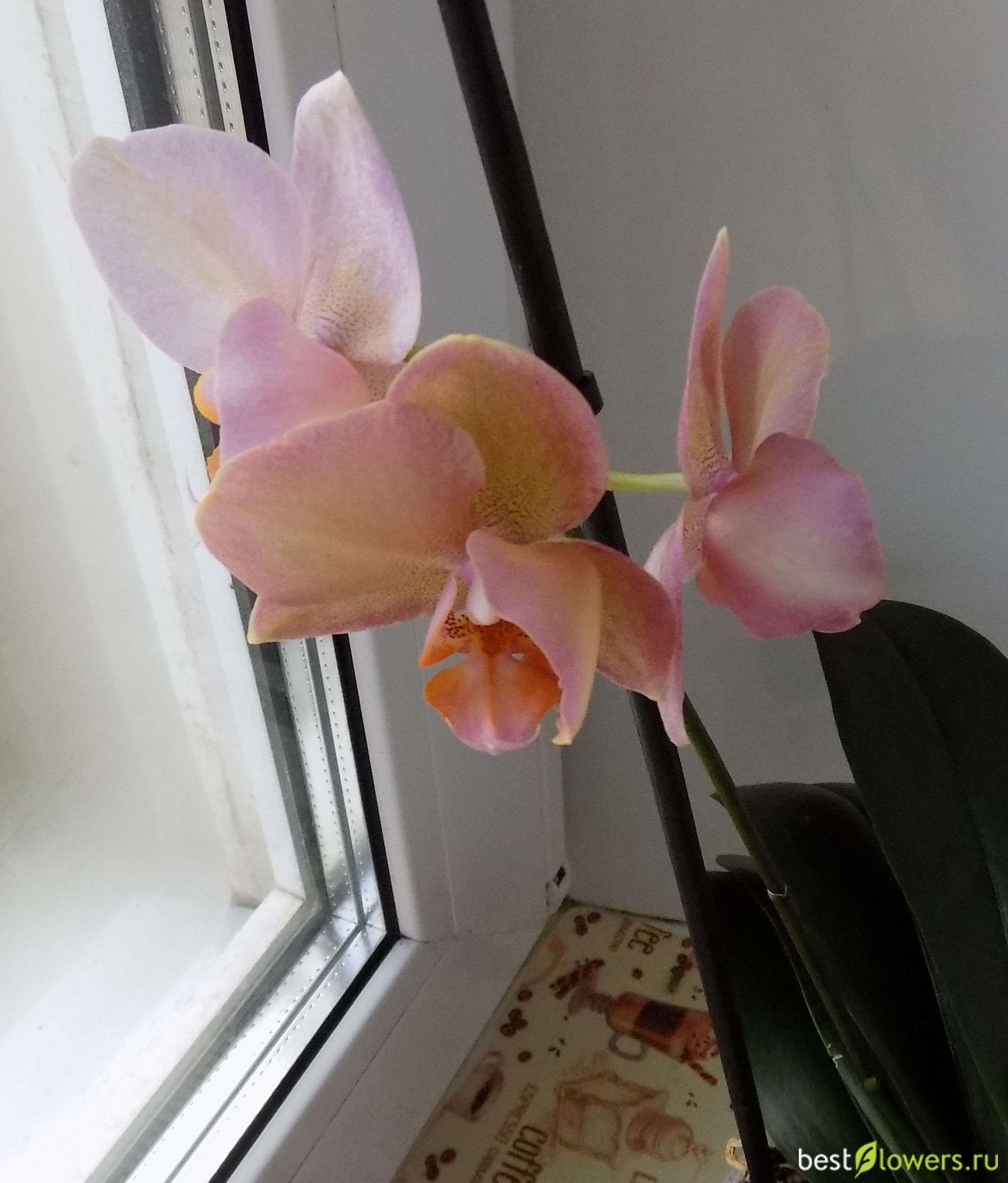 амстердам орхидея