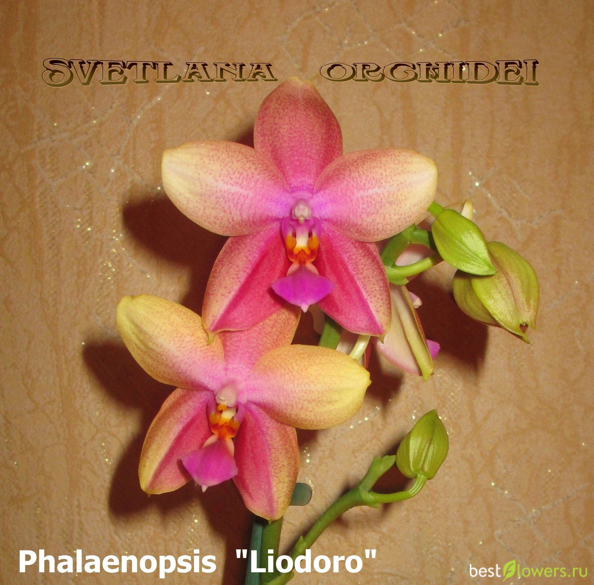 Орхидея Биондоро описание