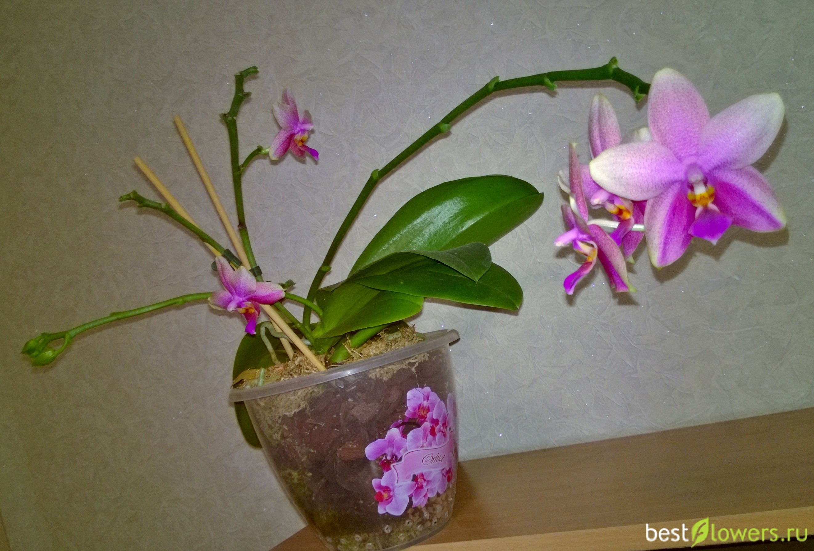 Лиодоро орхидея фото и описание