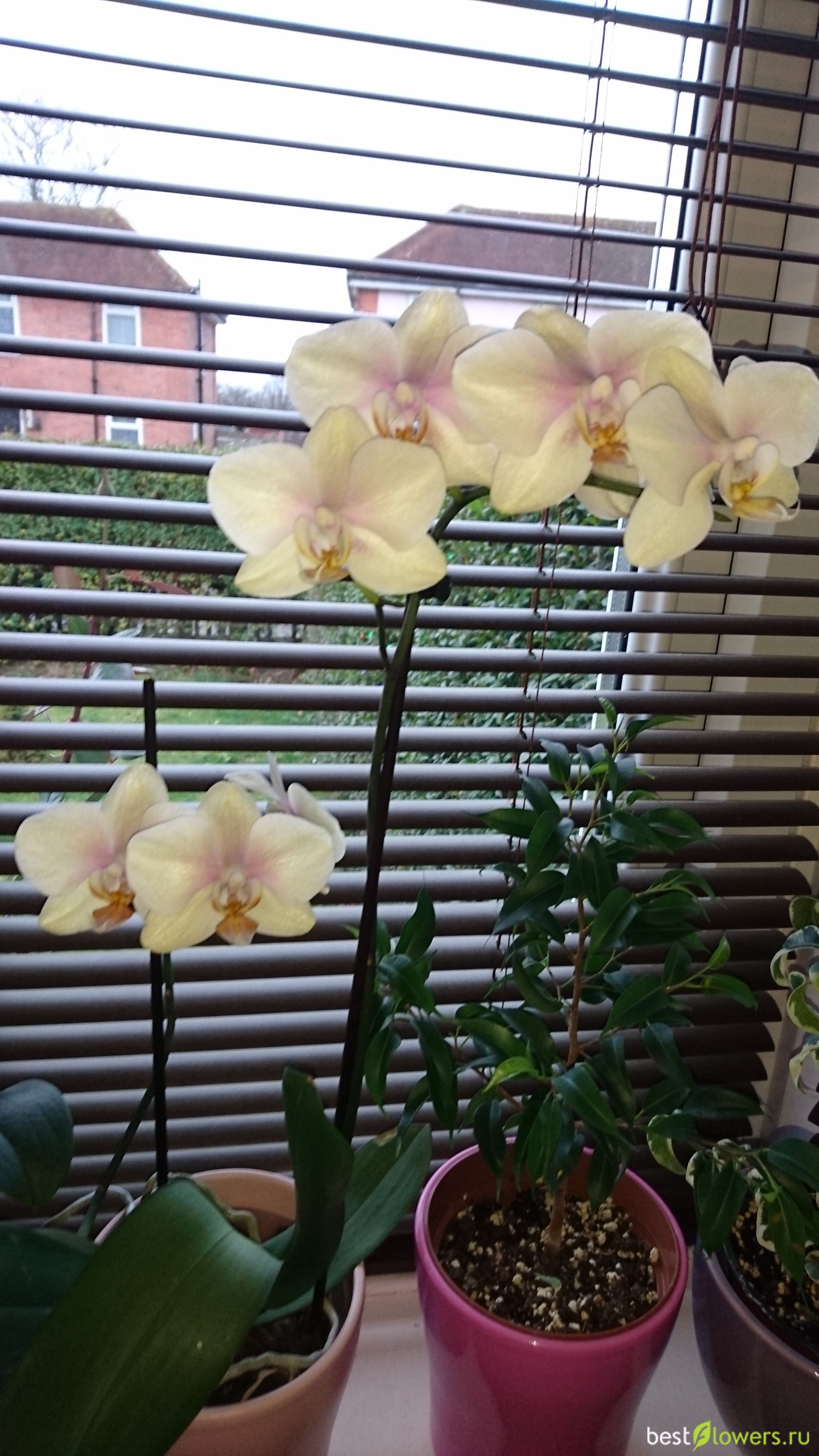 Орхидея Мальмо