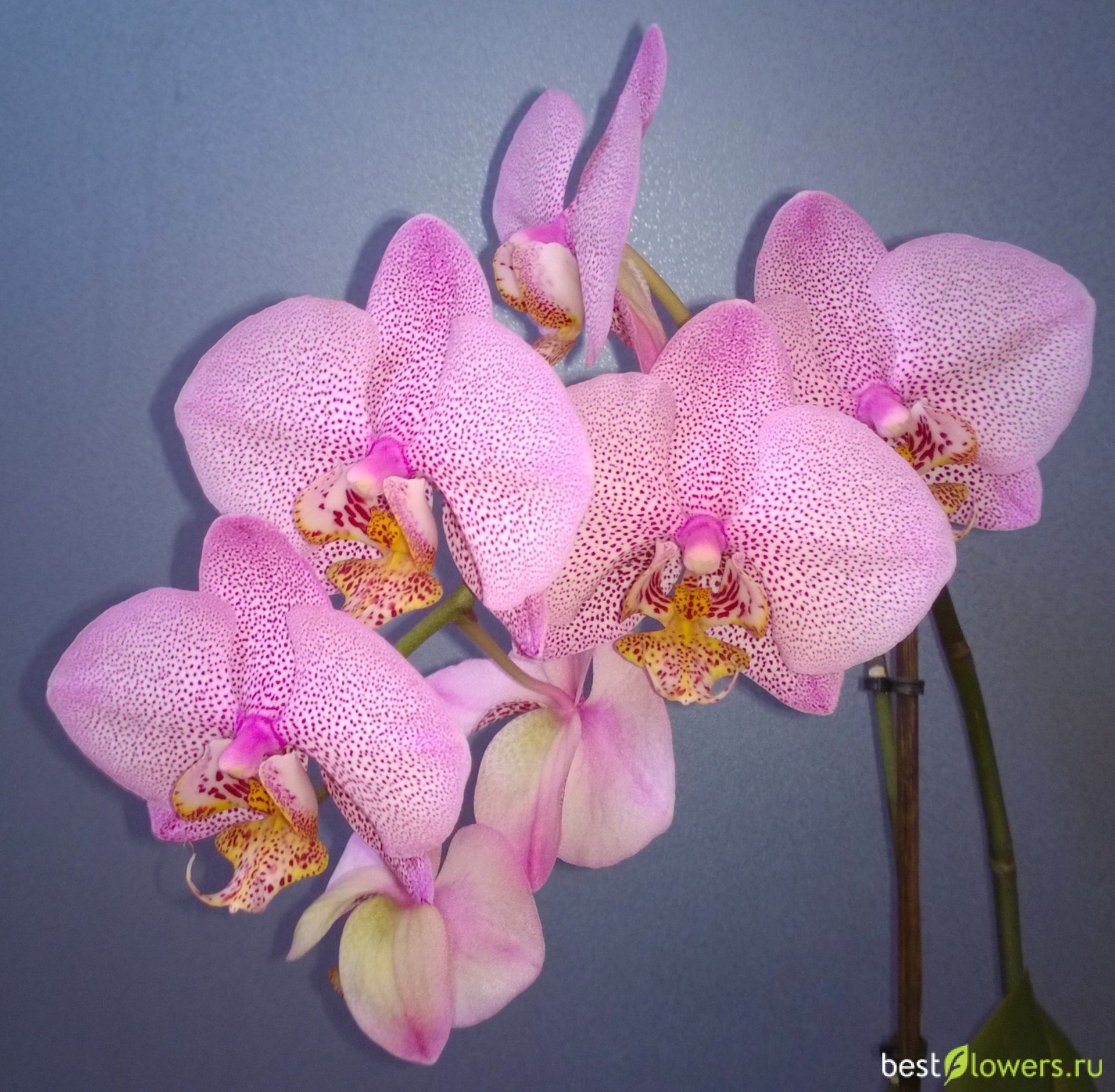 Орхидея Формейшен