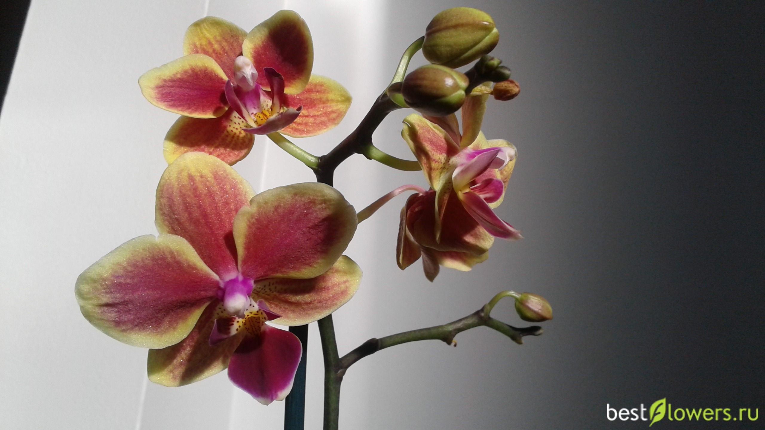 орхидея капучино фото