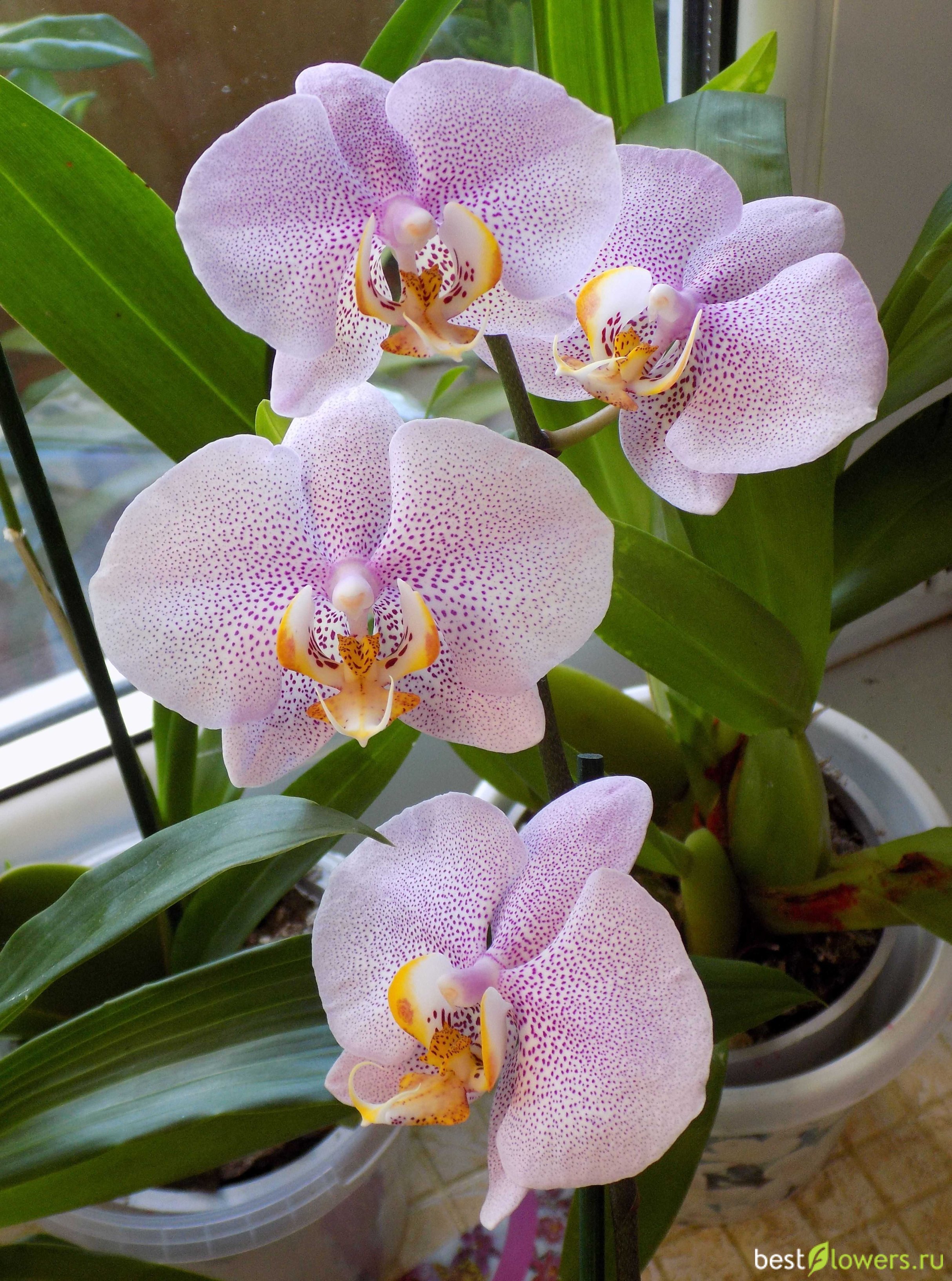 Фаленопсис (Phalaenopsis) – Орхидея