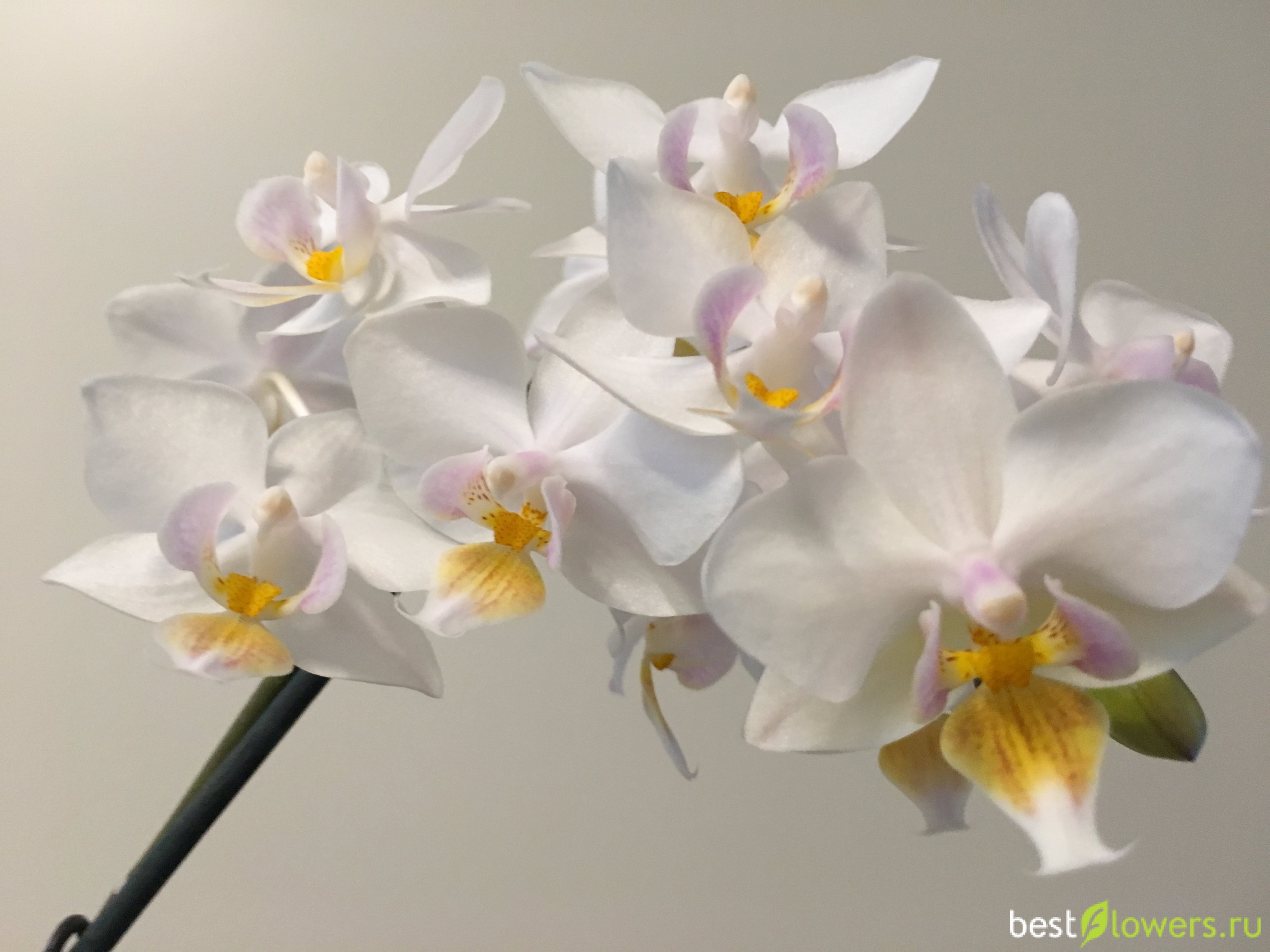 Орхидея Лозанна