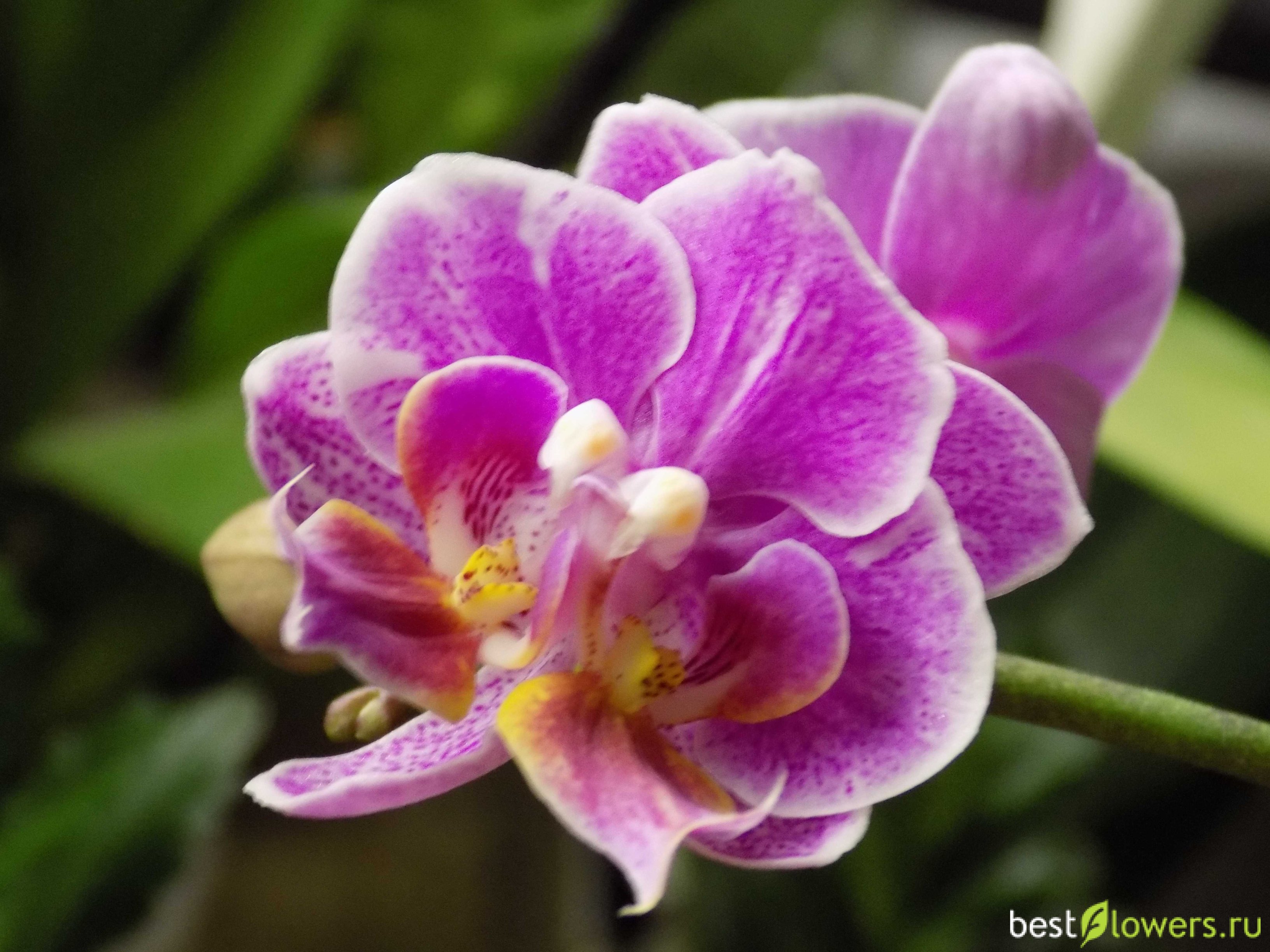 Орхидея Мутант