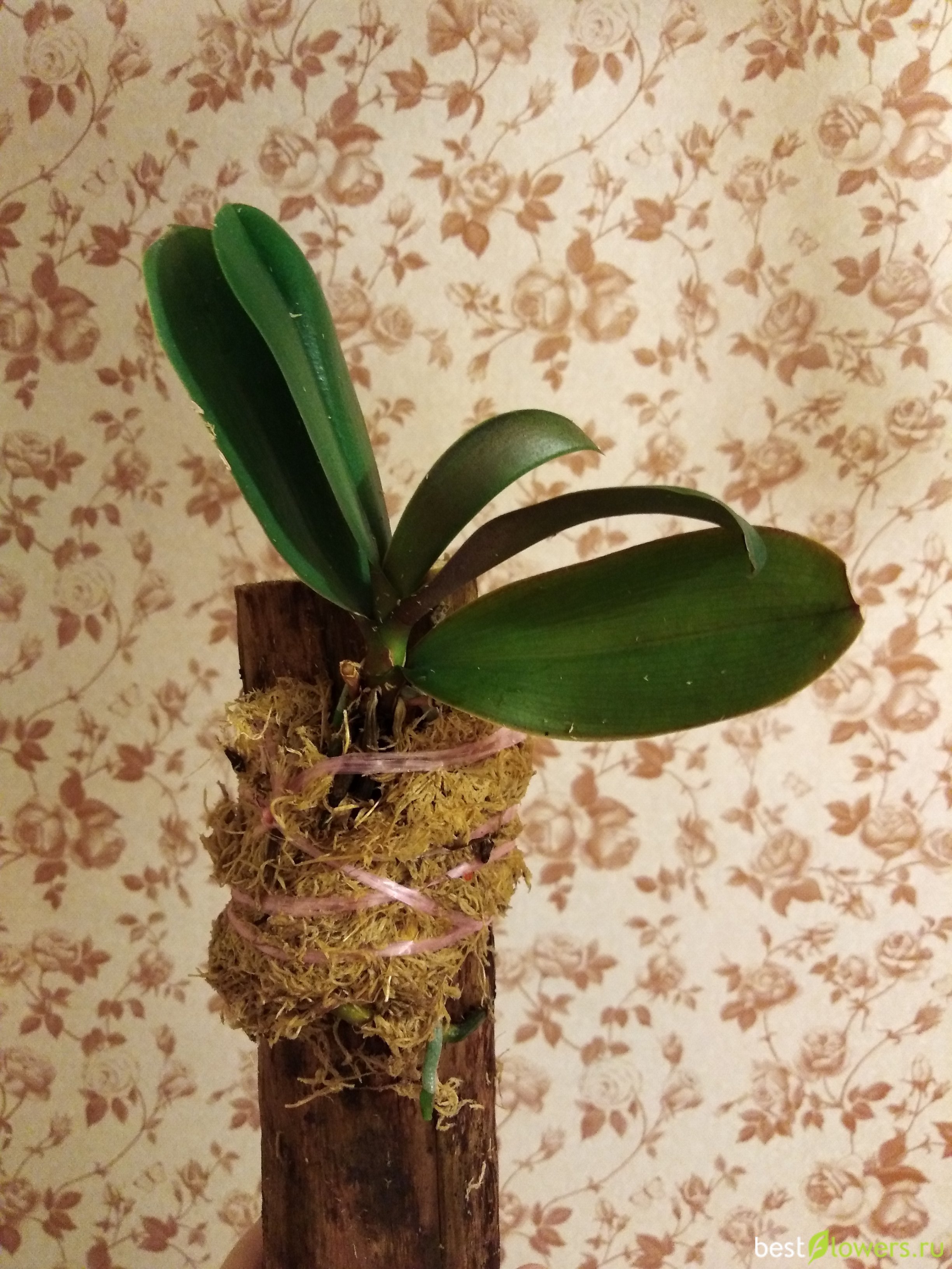 Орхидея На Блоке