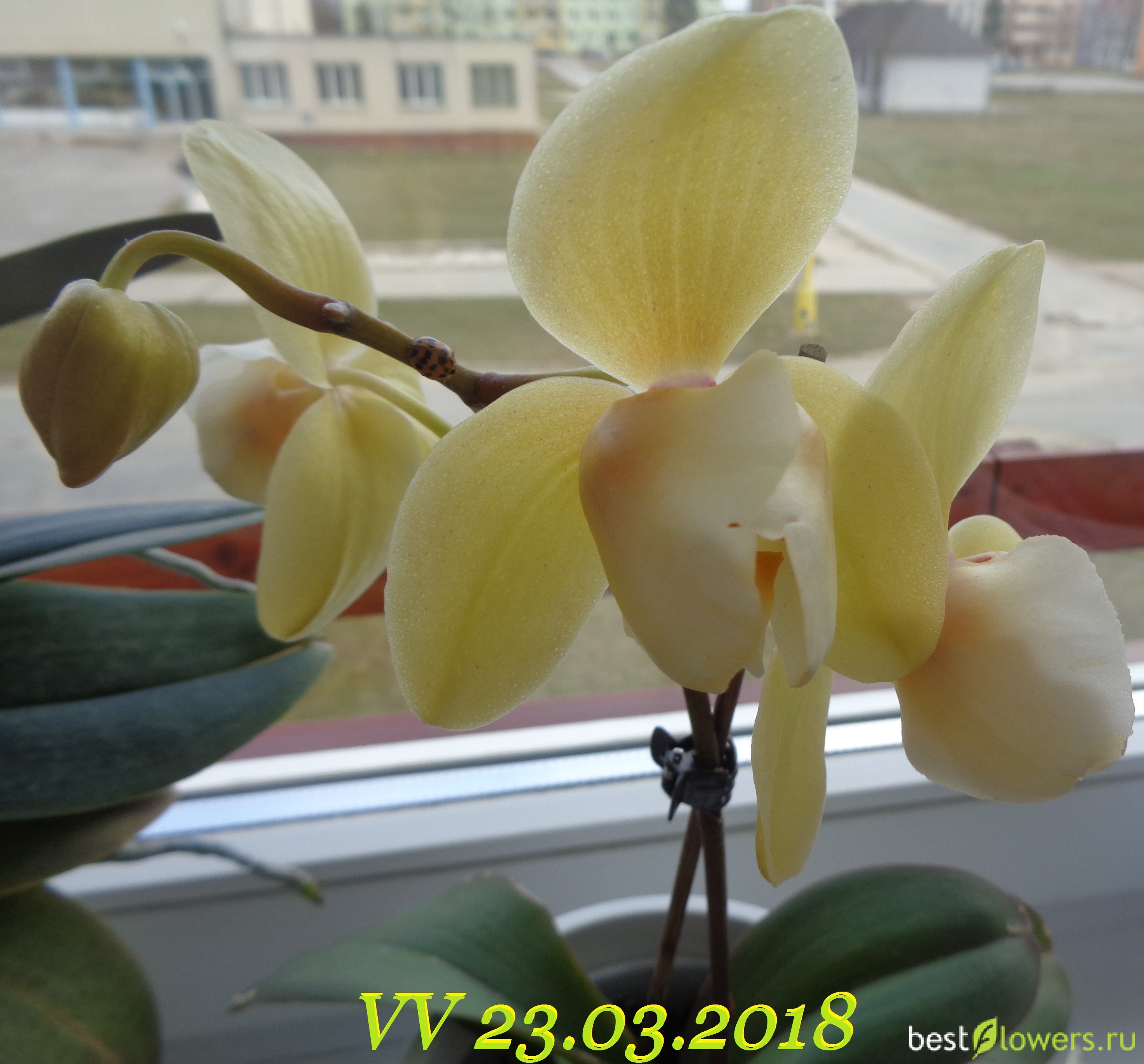 Орхидея пелорик желтый