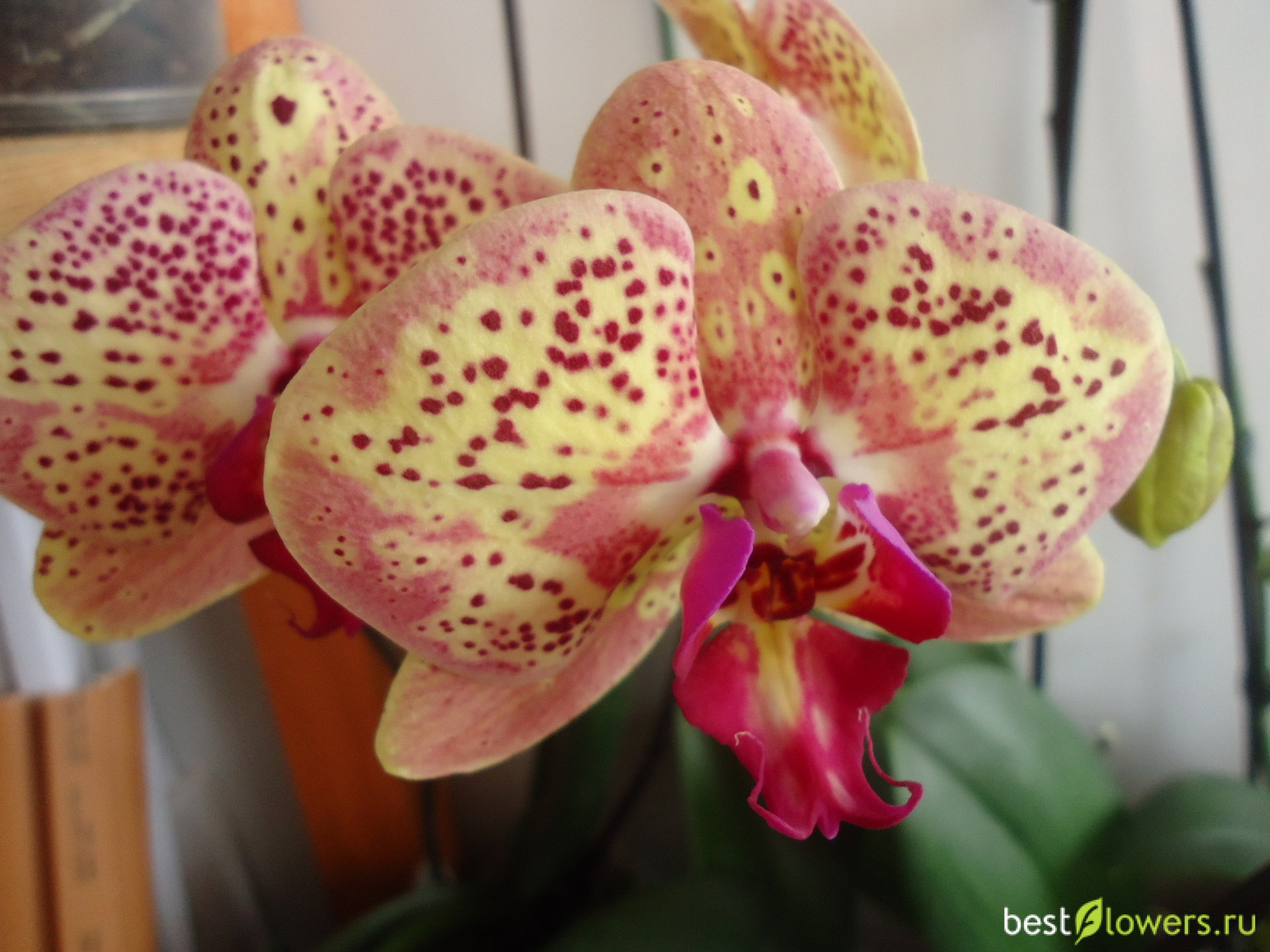 Саншайн орхидея фото