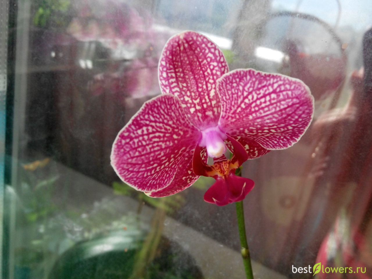 Орхидея кимоно описание