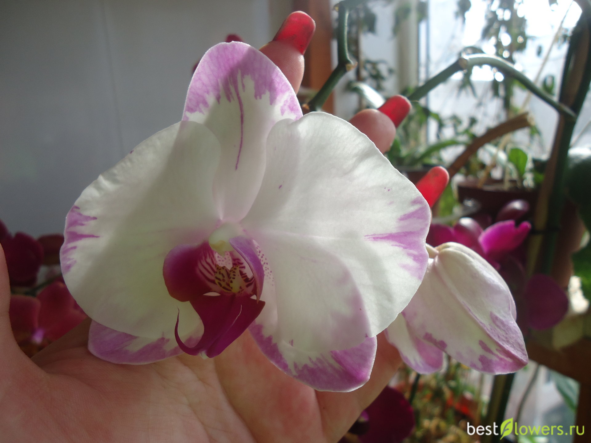 Орхидея Молния