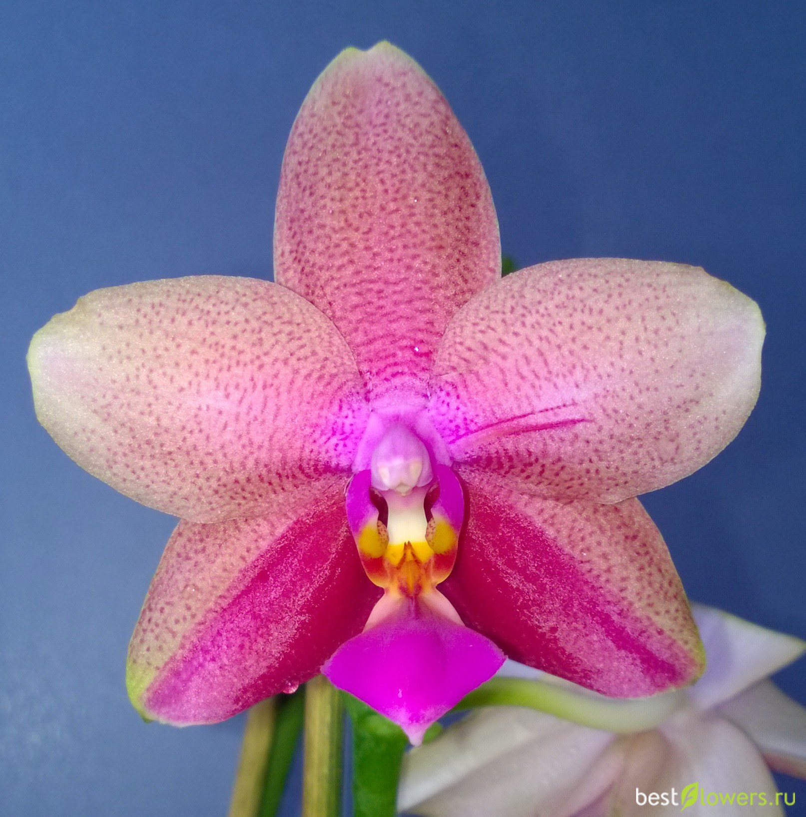 лиодоро орхидея фото