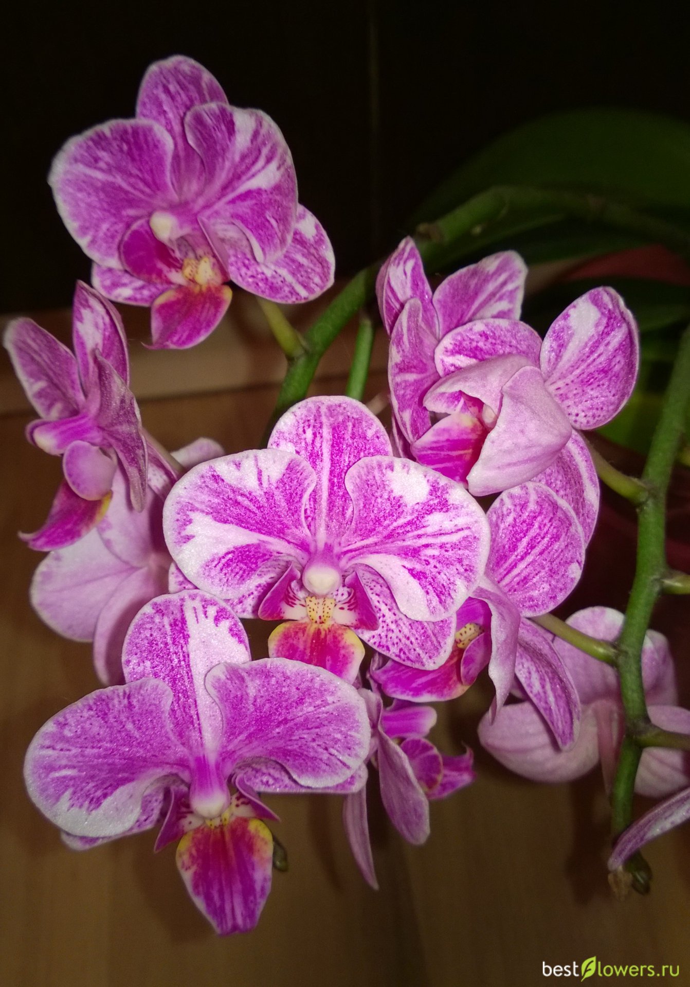 Орхидея Мутант