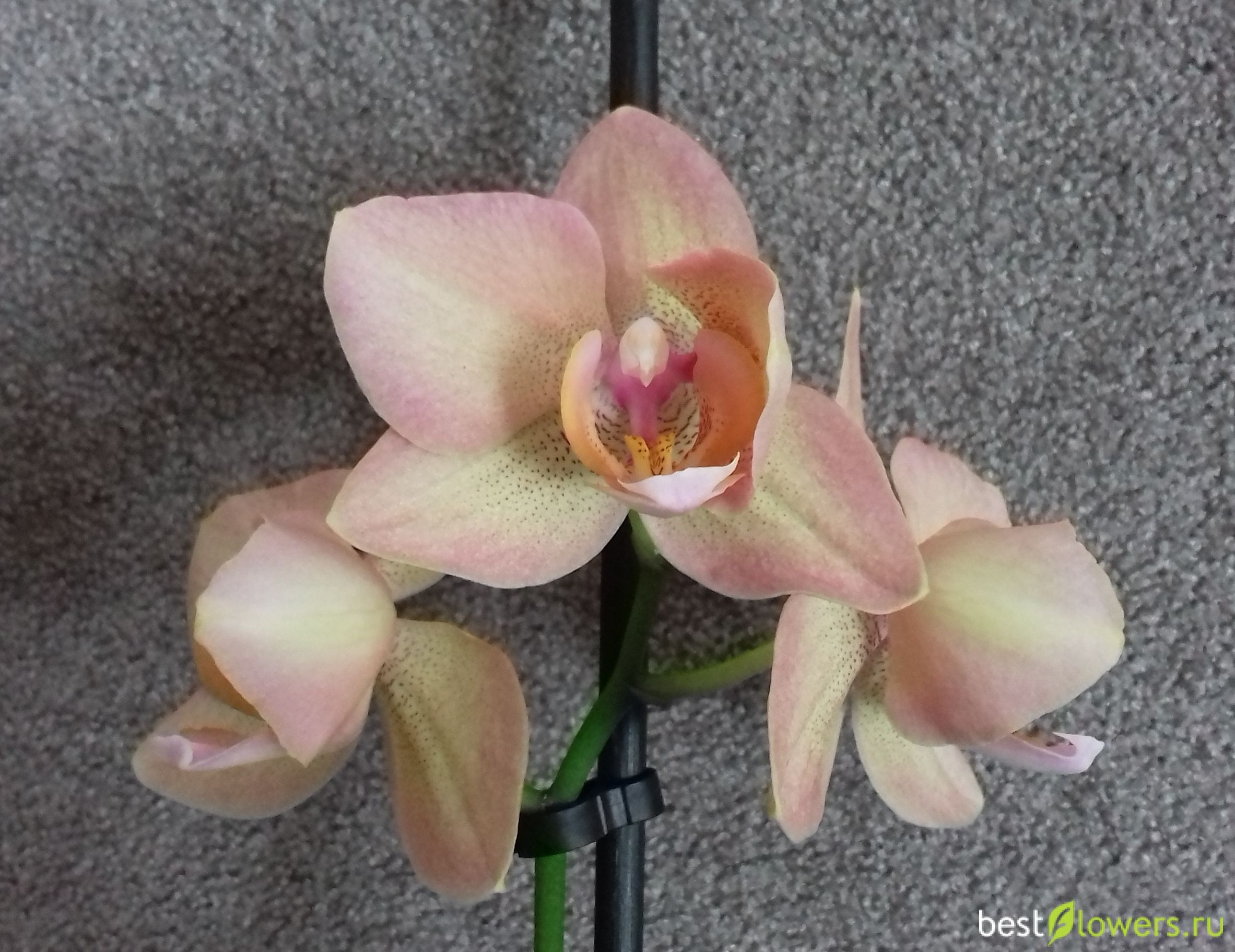 Орхидея пелорик Rainbow
