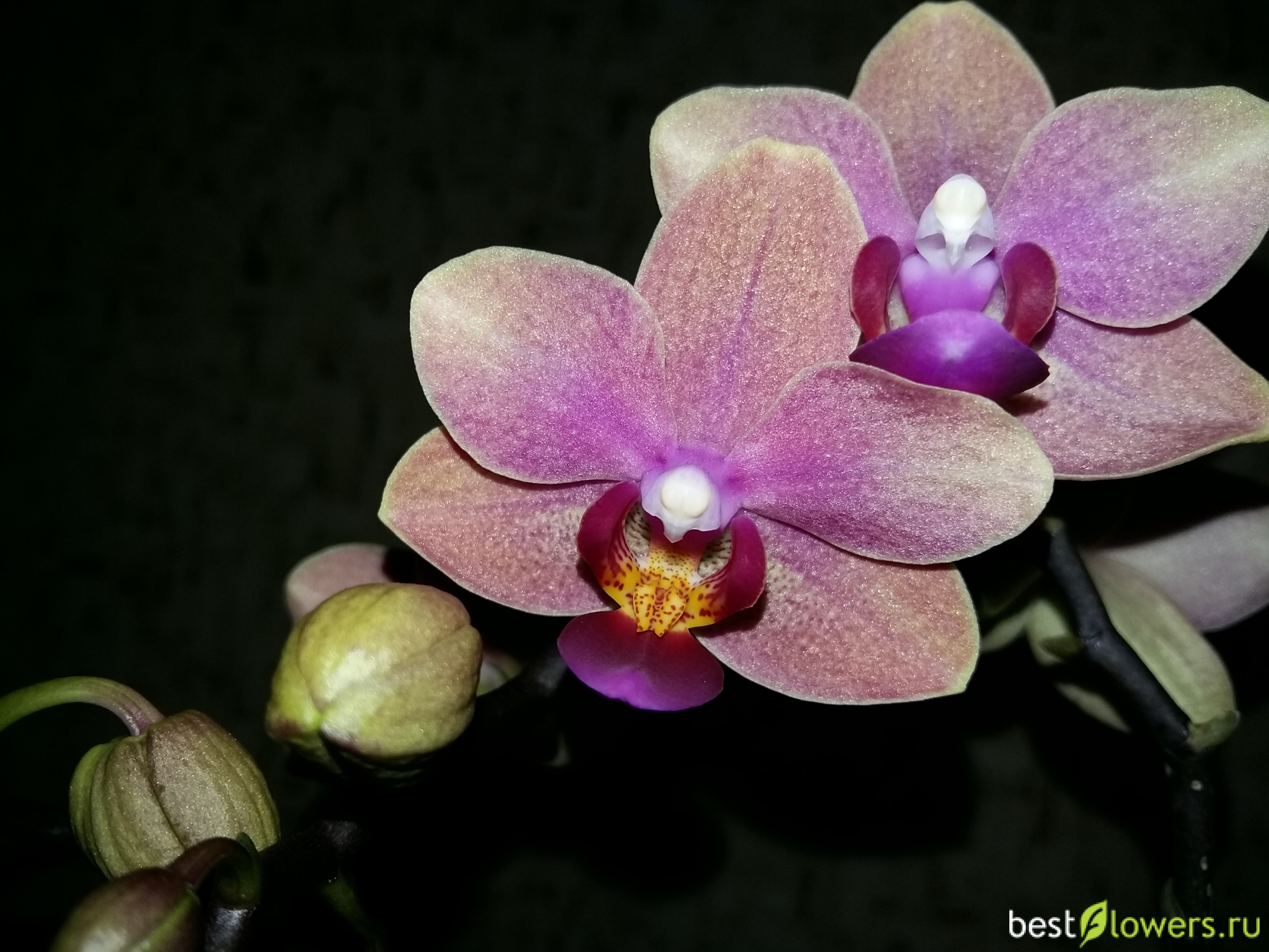 Мультифлора орхидея фото с названиями и описанием