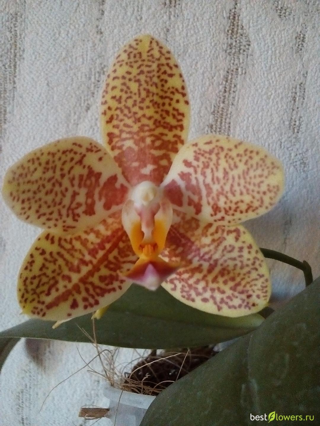 P.amboinensis x schilleriana