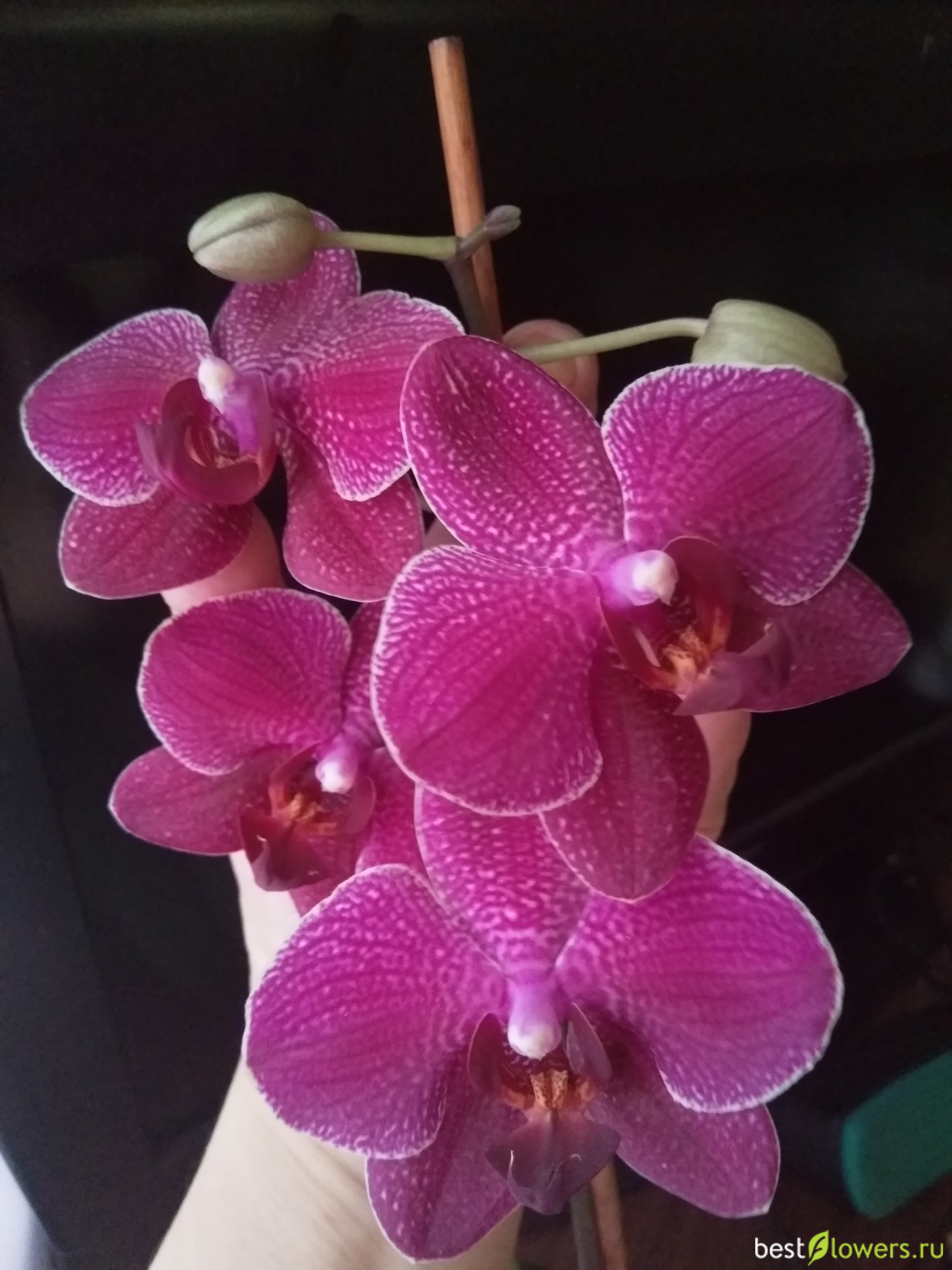 Орхидея кв бьюти фото описание