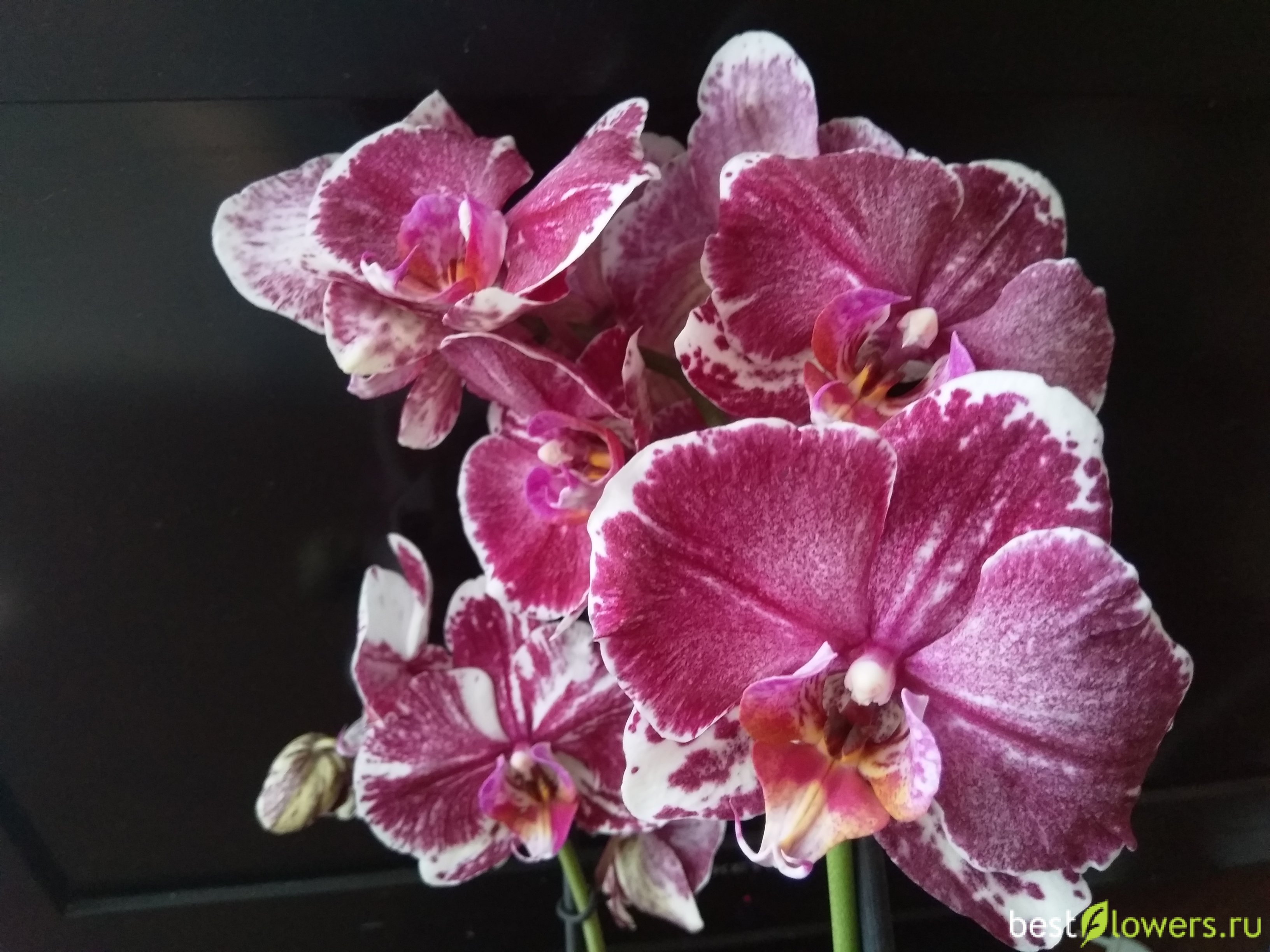 орхидея леко фото