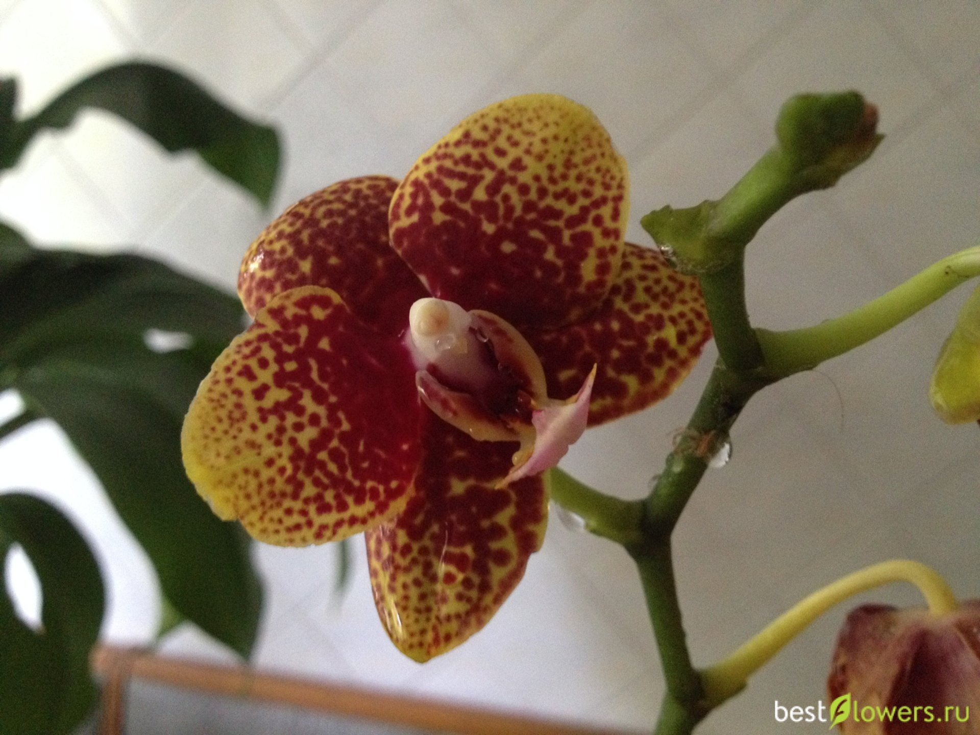 орхидея чармер фото и описание и отзывы