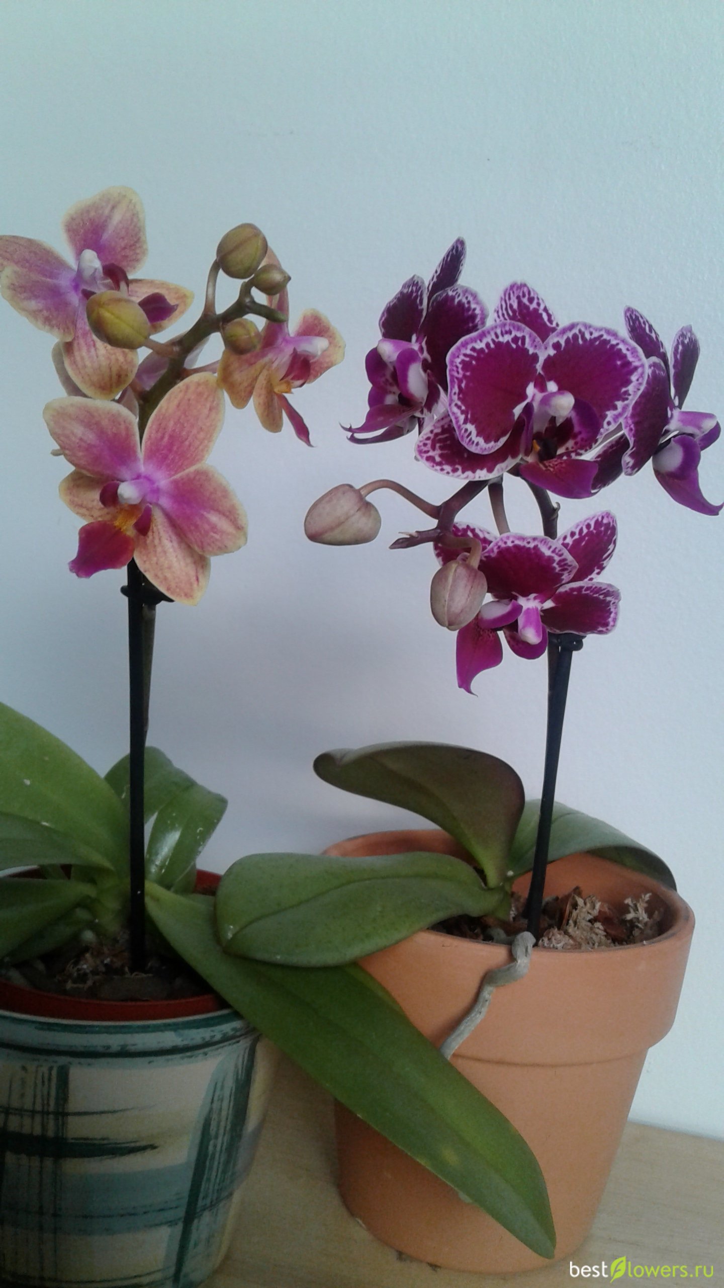 Мини орхидеи сорта с фото и названиями