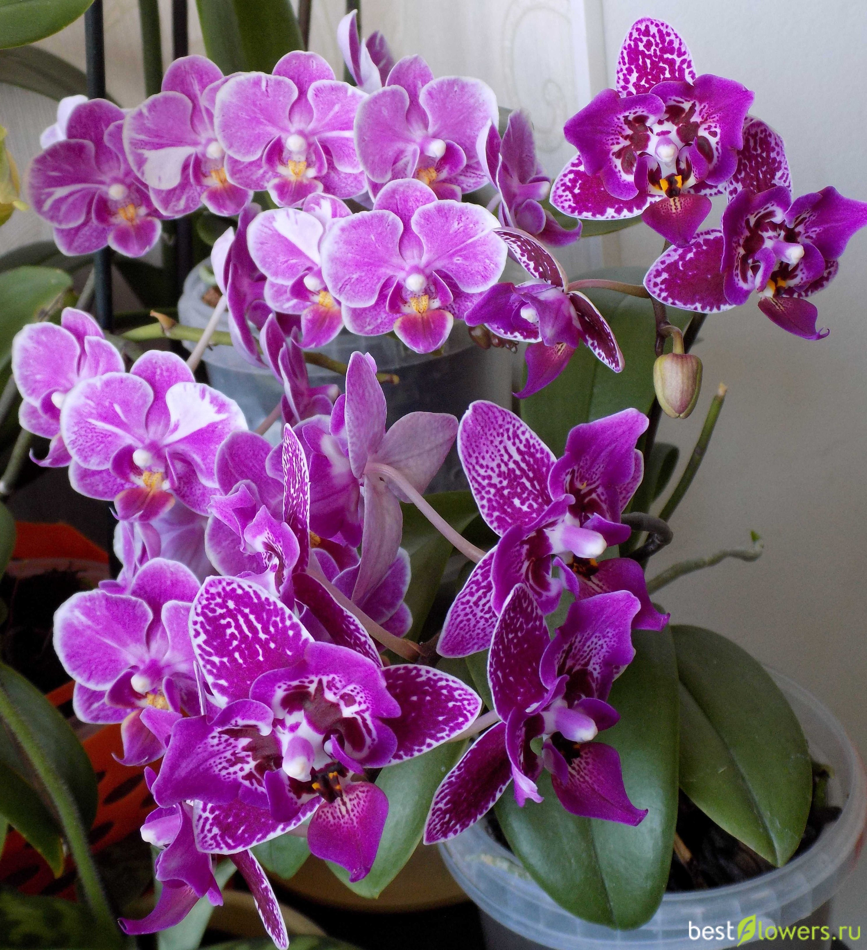 Фаленопсис тамара фото орхидея