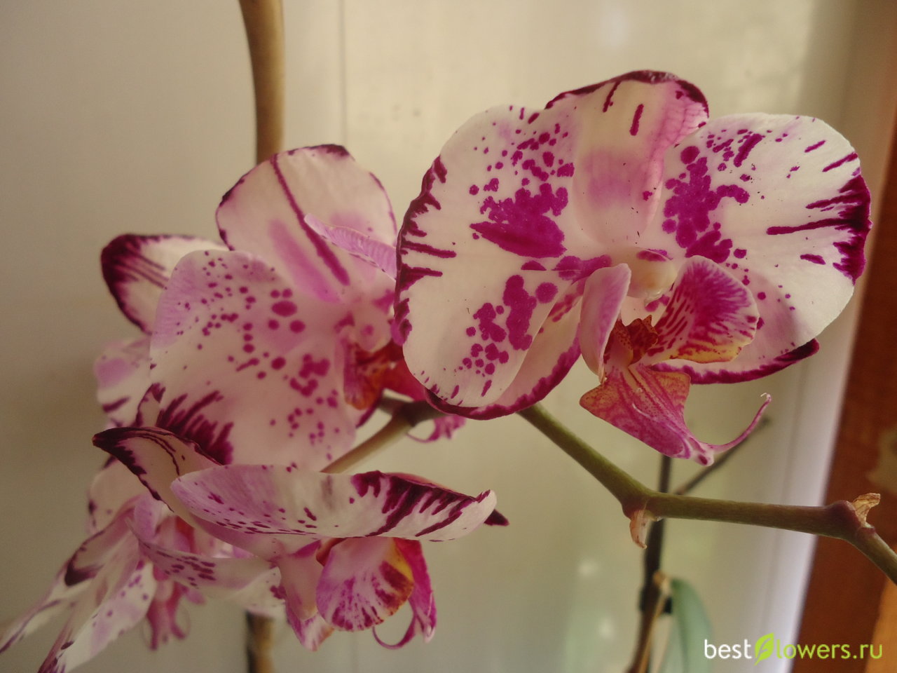Орхидея бернадетта фото и описание