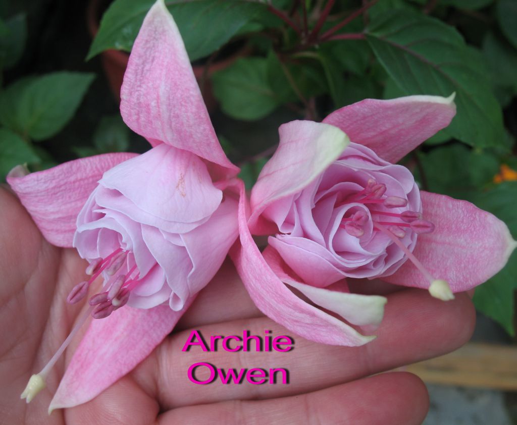 Archie owen фуксия фото и описание