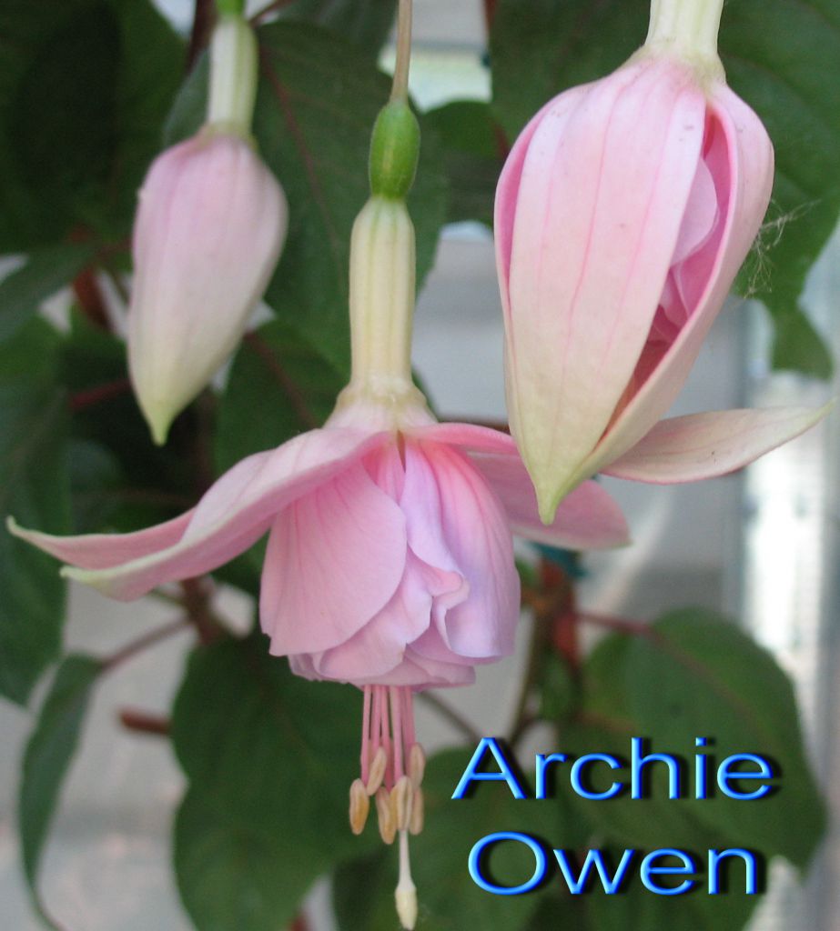 Archie owen фуксия фото и описание