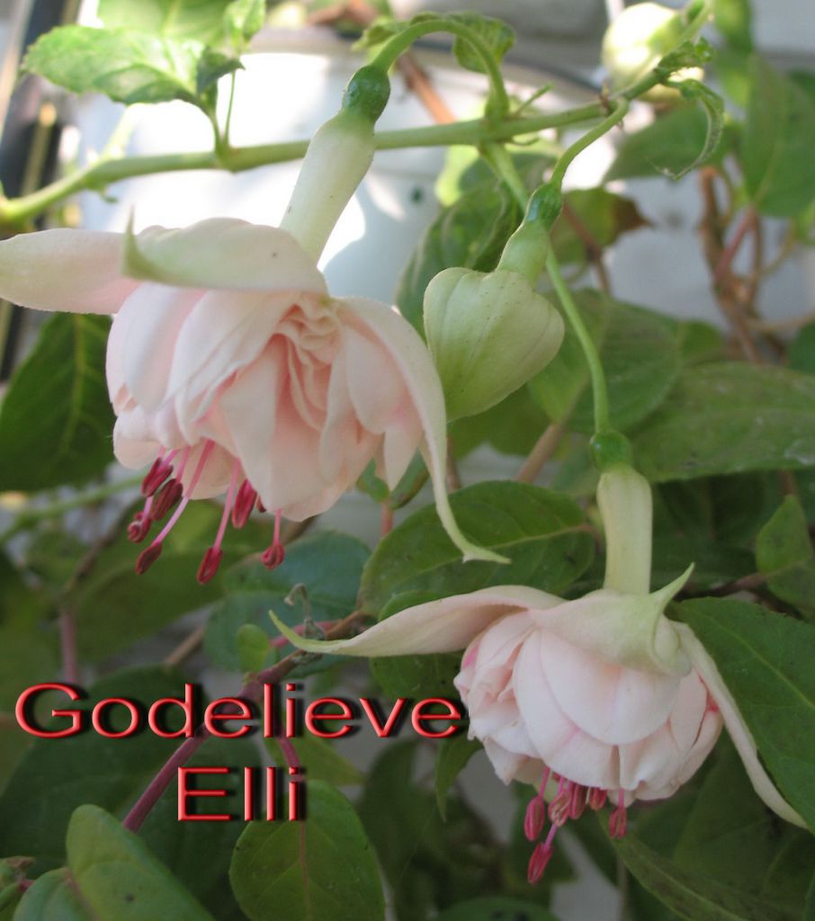 Godelieve elli фуксия фото и описание