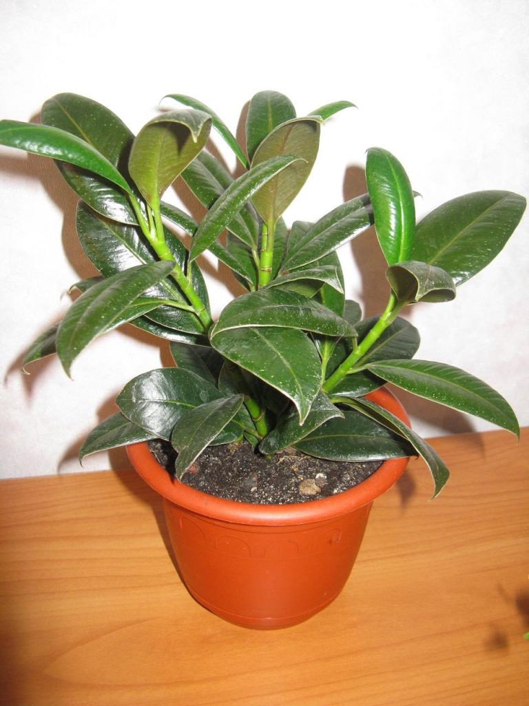 Фикус каучуконосный Мелани (Ficus elastica Melany) | Страница 12