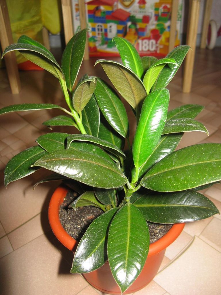 Фикус каучуконосный Мелани (Ficus elastica Melany) | Страница 12