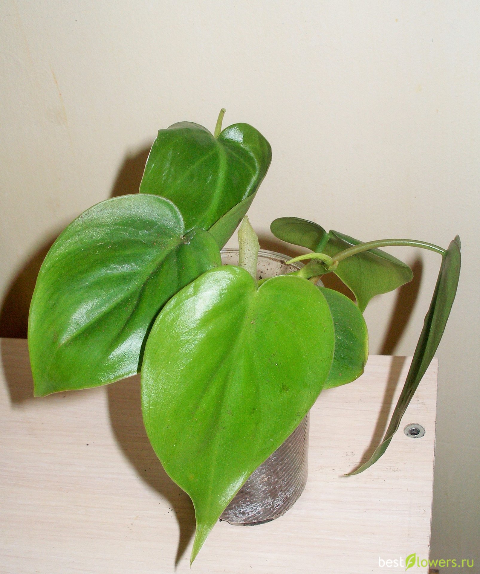 Philodendron Micans