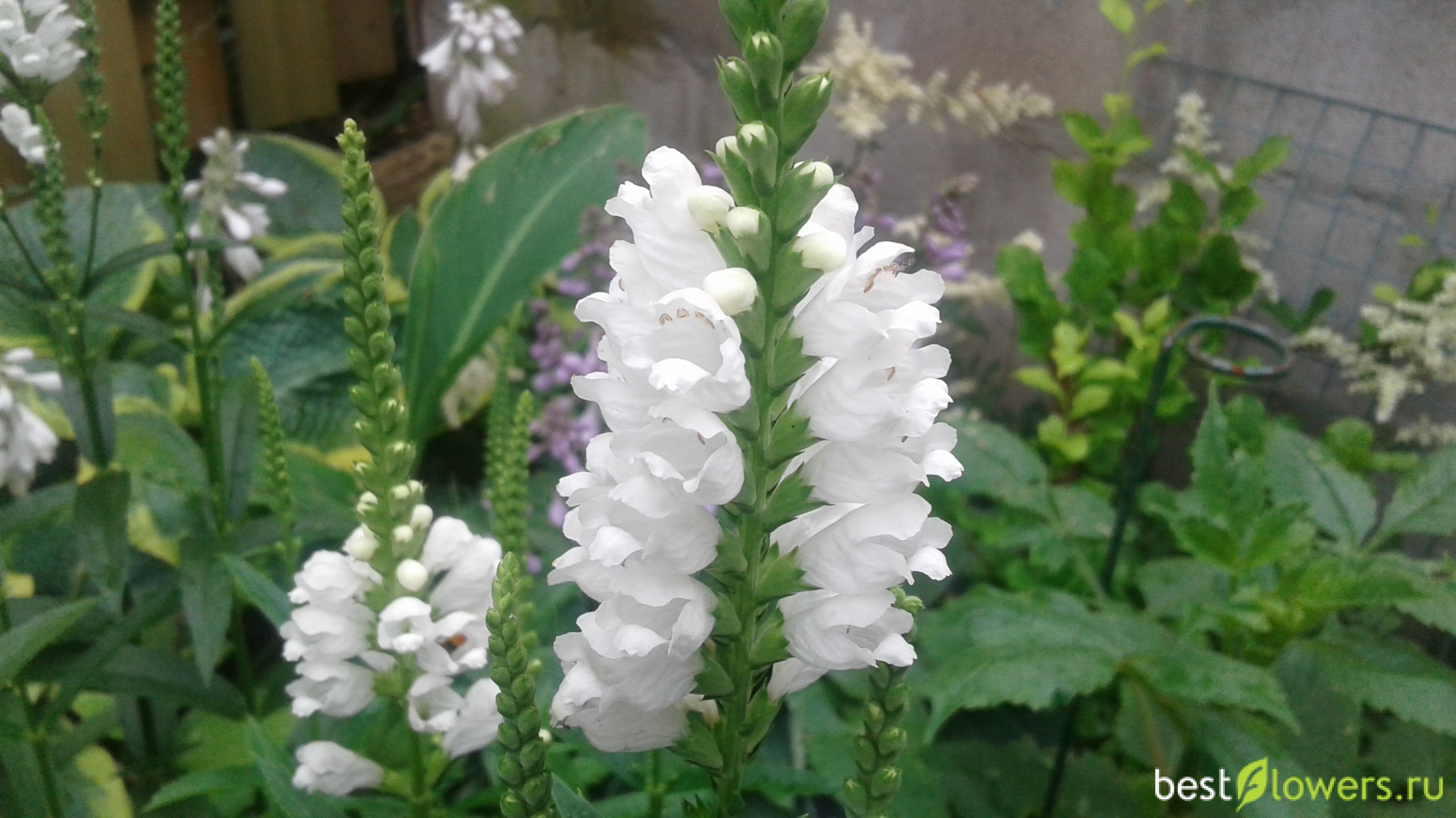 Физостегия виргинская – Physostegia virginiana “Summer Snow”;