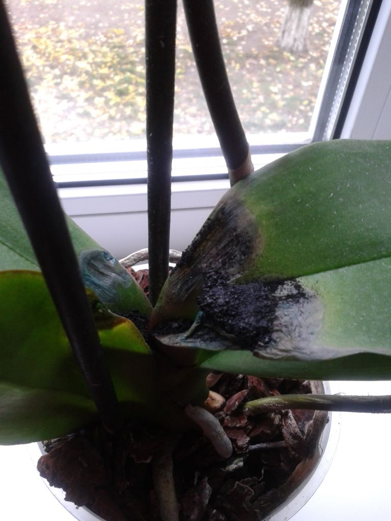 Почему чернеет орхидея. Точка роста у орхидеи фаленопсис. Точка роста у фаленопсиса. Чёрное пятно на листе орхидеи у основания. Потемнение на листьях фаленопсиса.
