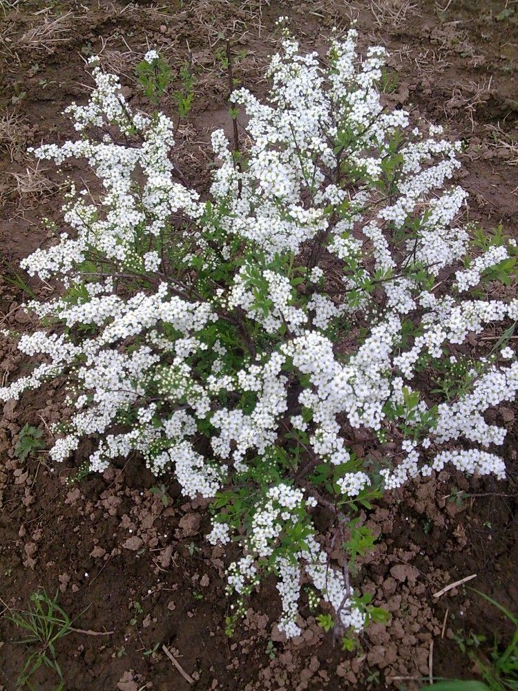 Вейгела белая кустарник фото Мир, в котором я живу. Акс. Страница 5