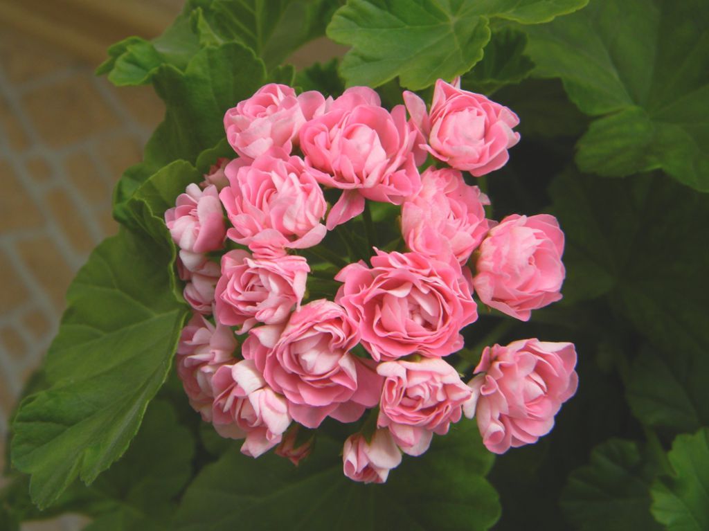 Пеларгония сибирская роза фото и описание сорта