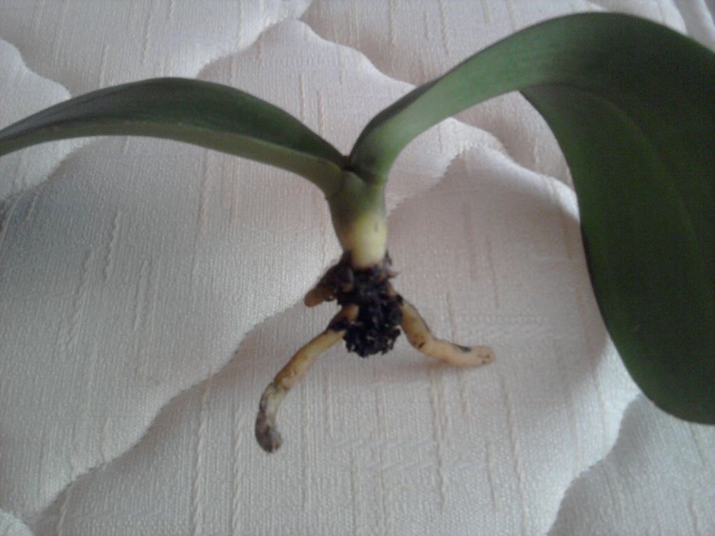 Почему у орхидеи вялые листья что делать. Орхидея фаленопсис реанимация. Орхидея реанимашка.