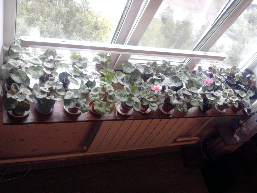 Выращивание цикламена из семян в домашних условиях пошаговое фото