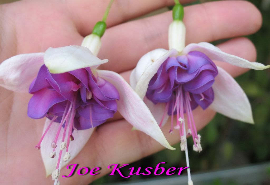 Фуксия joe kusber фото