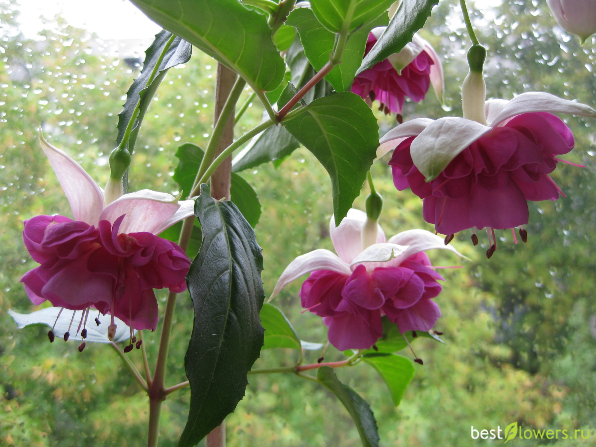 English rose фуксия фото