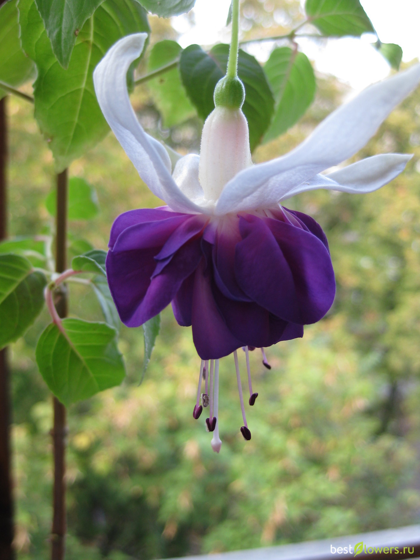 Фуксия фото pinto de blue фото