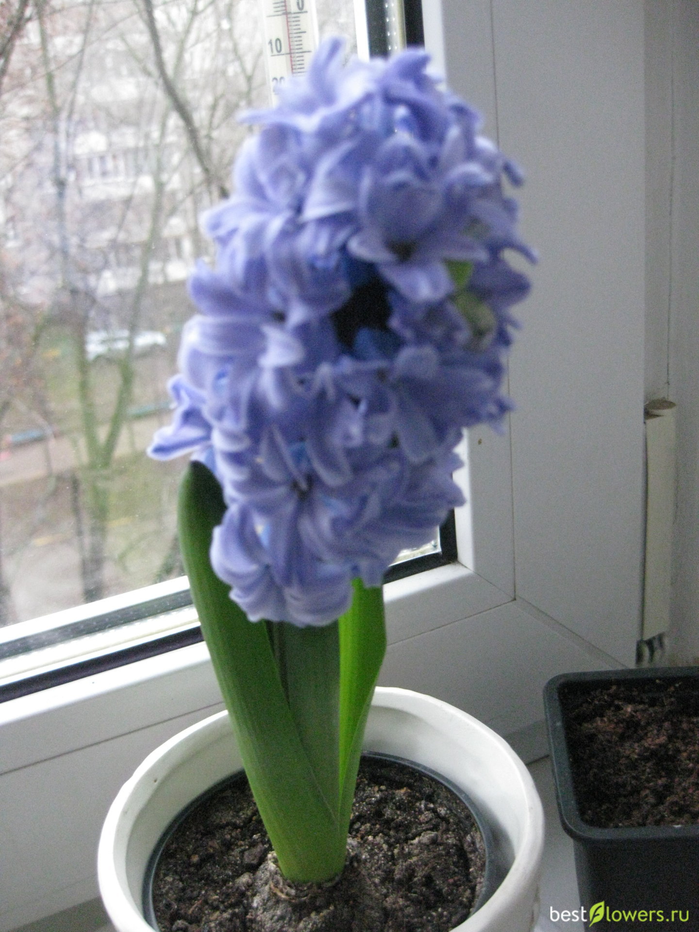 Гиацинт цветок фото домашний уход и содержание