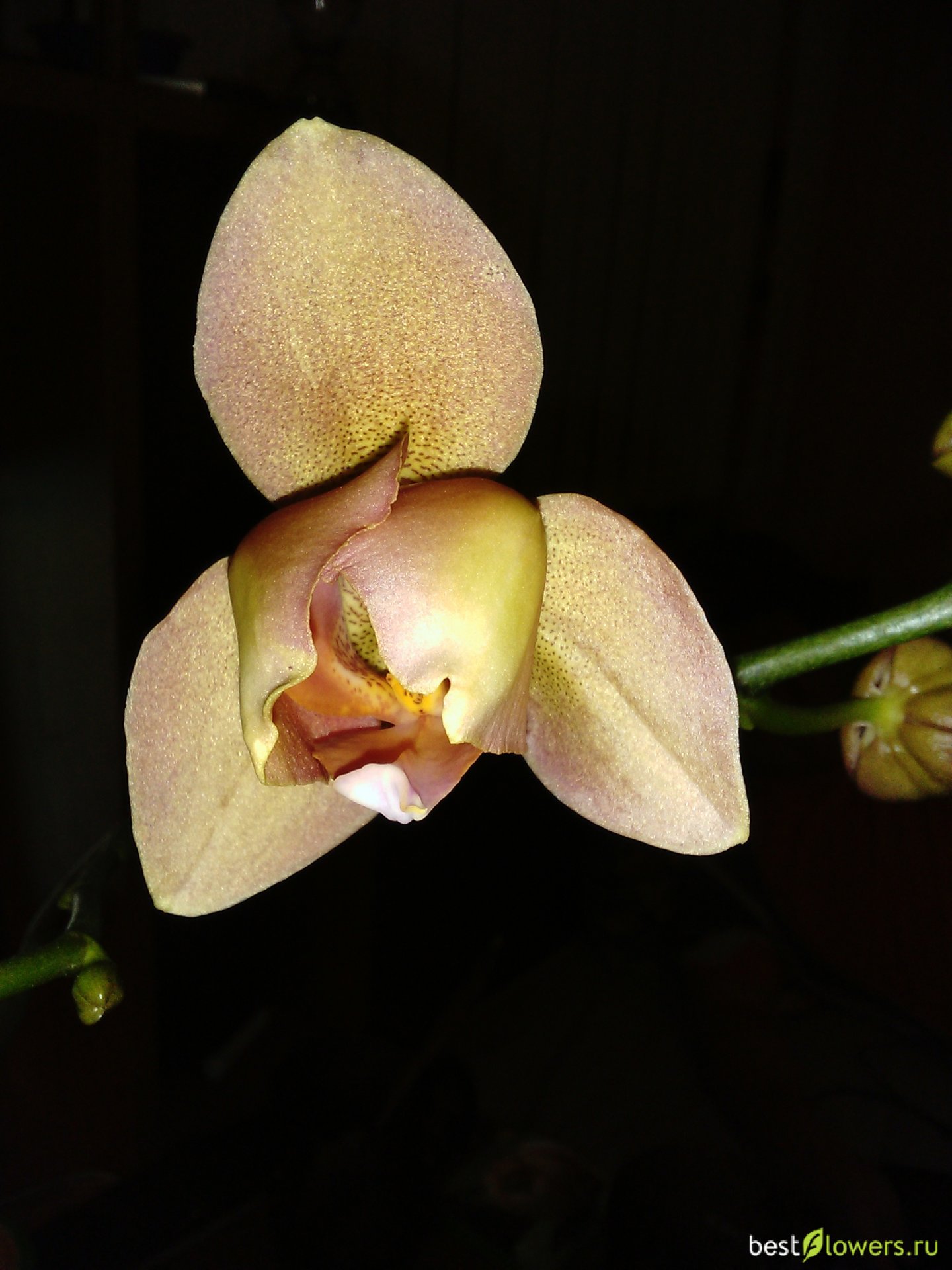 Канкун фото орхидея