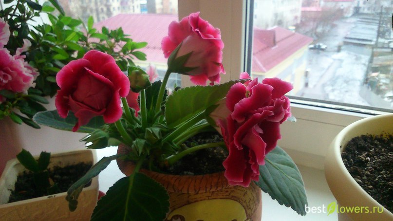 глоксиния проснулась. глоксиния проснулась в декабре что делать. клубни глоксинии просыпаются что делать. клубень глоксинии не просыпается что делать. глоксиния проснулась в декабре что делать.