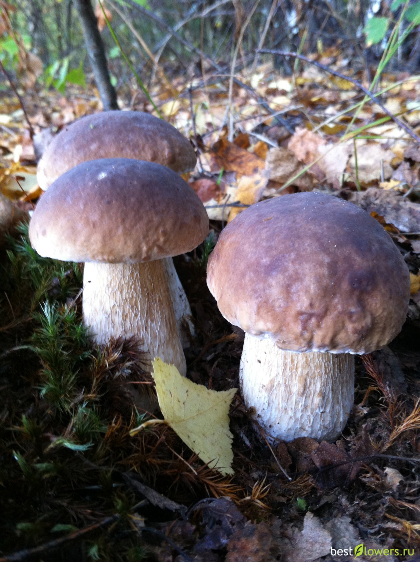 грибная пора предложение. осень пора грибная 2 класс. грибная пора предложение. грибная пора окружающий мир 1 класс 21 век. грибы в лесу.